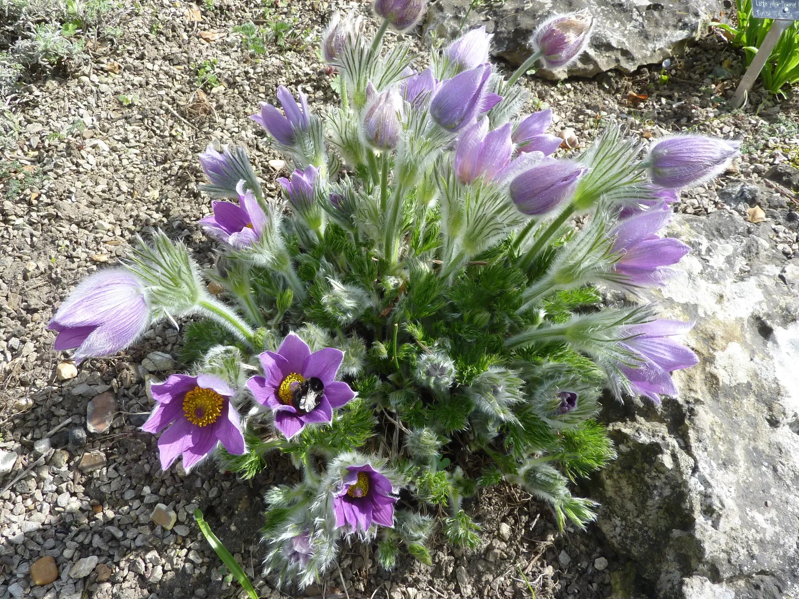 Pasque Flower (Pulsatilla Vulgaris) — Their vibrant colors range from deep violet and lavender to red; textured backdrop for its showy blossoms