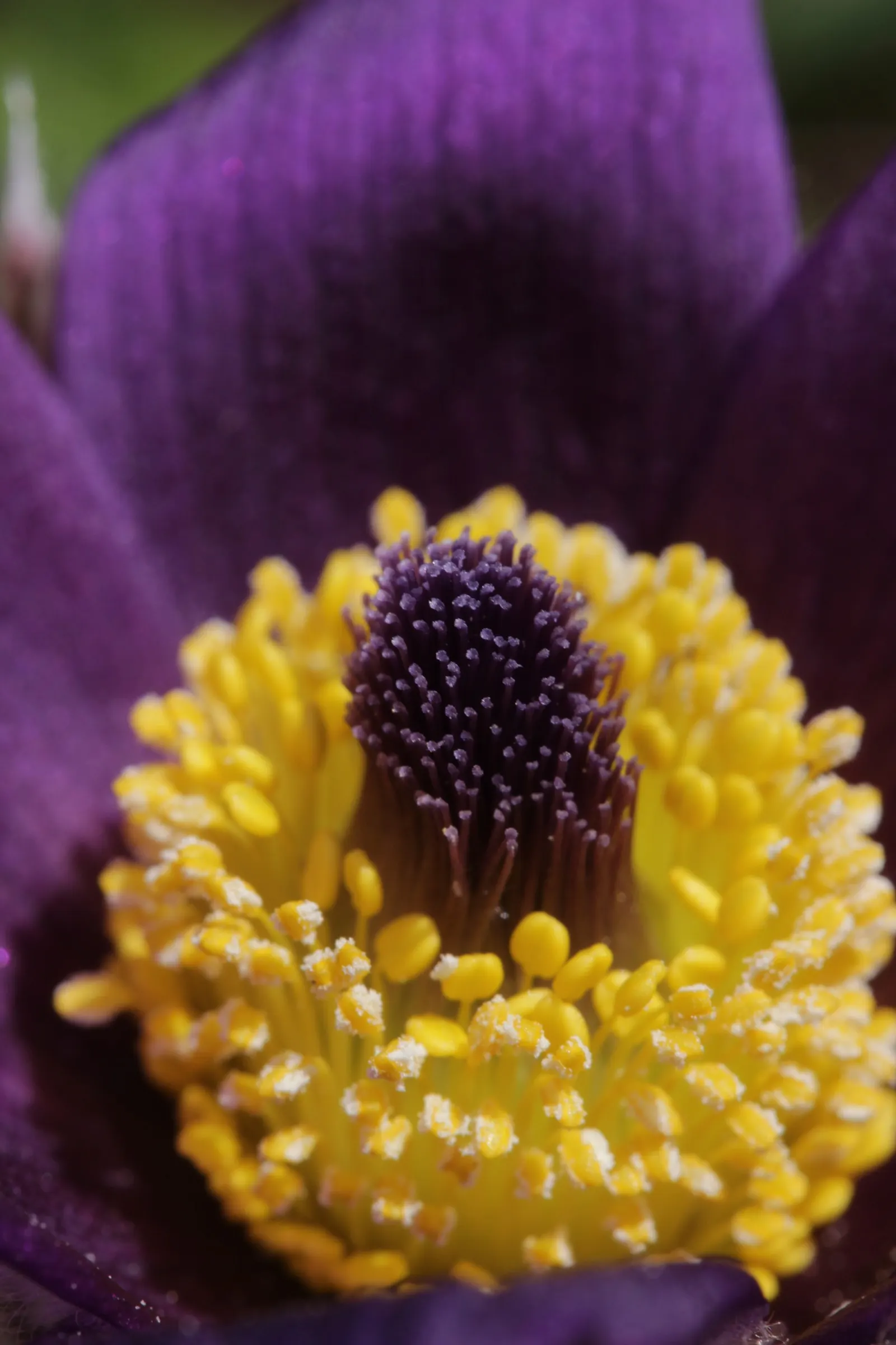 Pasque Flower (Pulsatilla Vulgaris) — followed by distinctive feathery seed heads; fern-like foliage that emerges with a silvery hue, image 157
