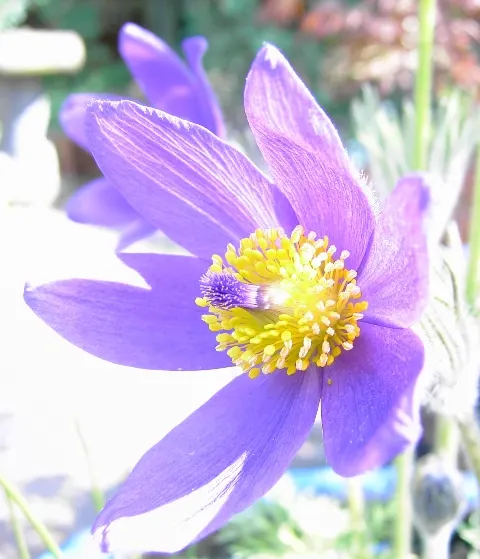 Pasque Flower (Pulsatilla Vulgaris) — Originating from European meadows and prairies