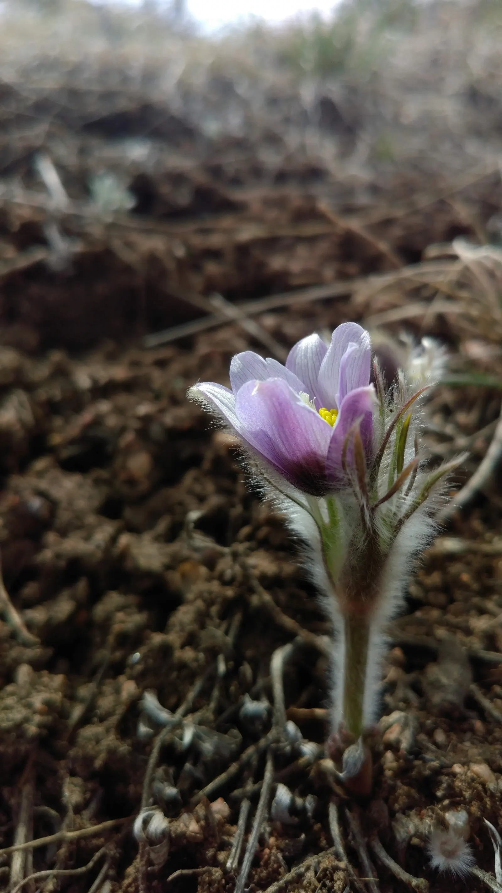 Pasque Flower (Pulsatilla Vulgaris) — this plant is hardy in USDA zones 4 to 8 and thrives in full sun to partial shade