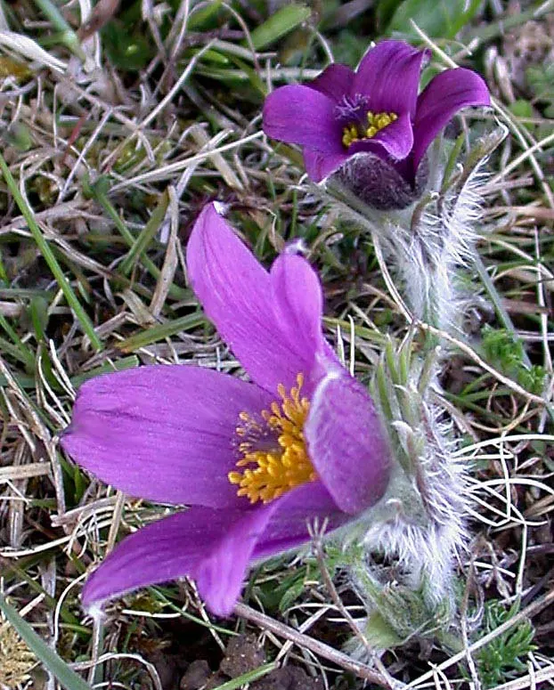 Pasque Flower (Pulsatilla Vulgaris) — followed by distinctive feathery seed heads; fern-like foliage that emerges with a silvery hue, image 67