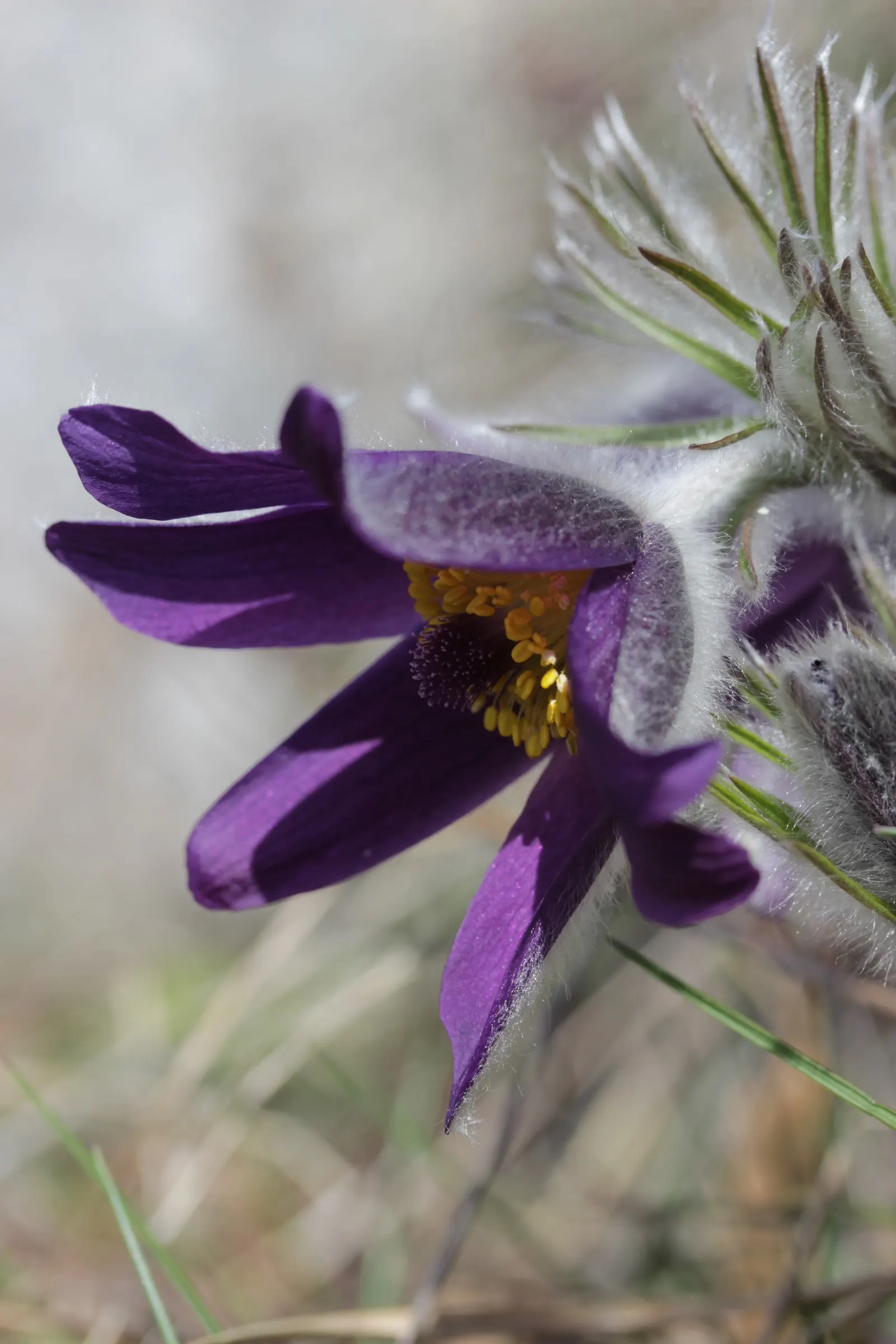 Pasque Flower (Pulsatilla Vulgaris) — perennial for full or half or shade