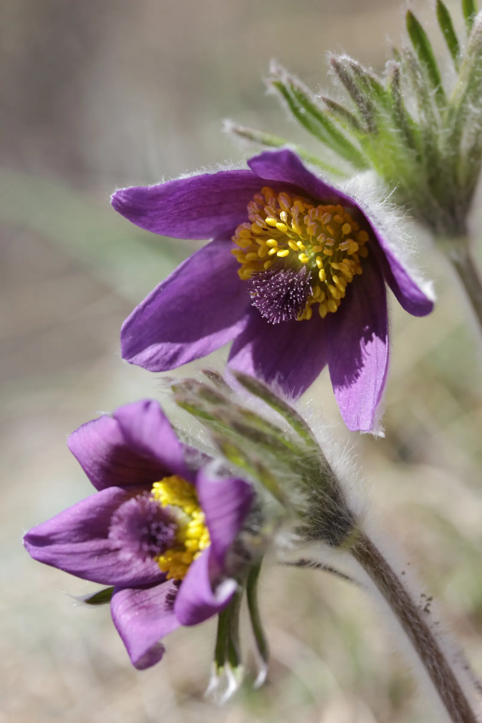 Pasque Flower (Pulsatilla Vulgaris) — scientifically named Pulsatilla vulgaris; perennial for full or half or shade, image 69