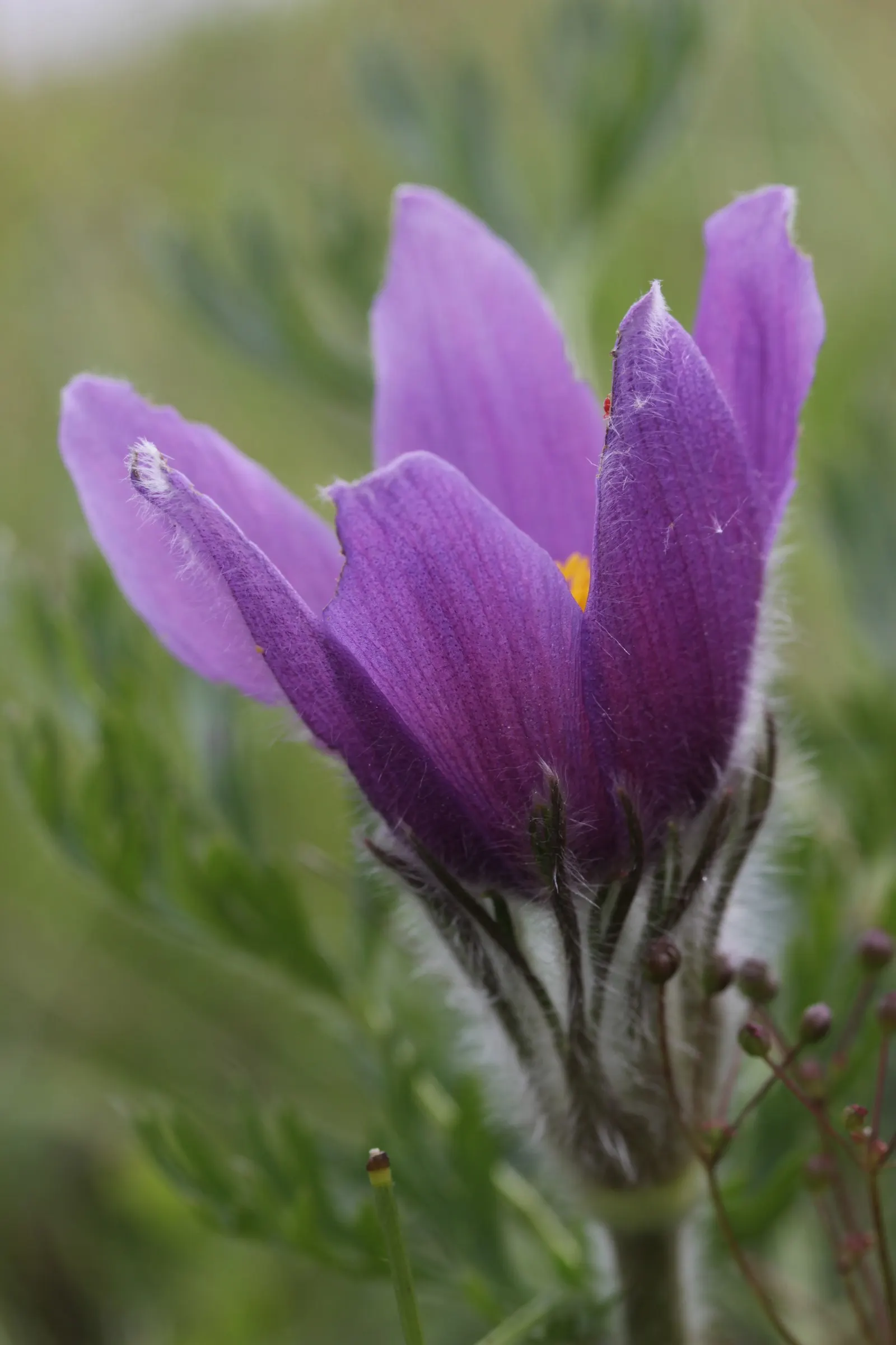 Pasque Flower (Pulsatilla Vulgaris) — as Pulsatilla vulgaris is sensitive to excessive moisture; perennial with blue blooms