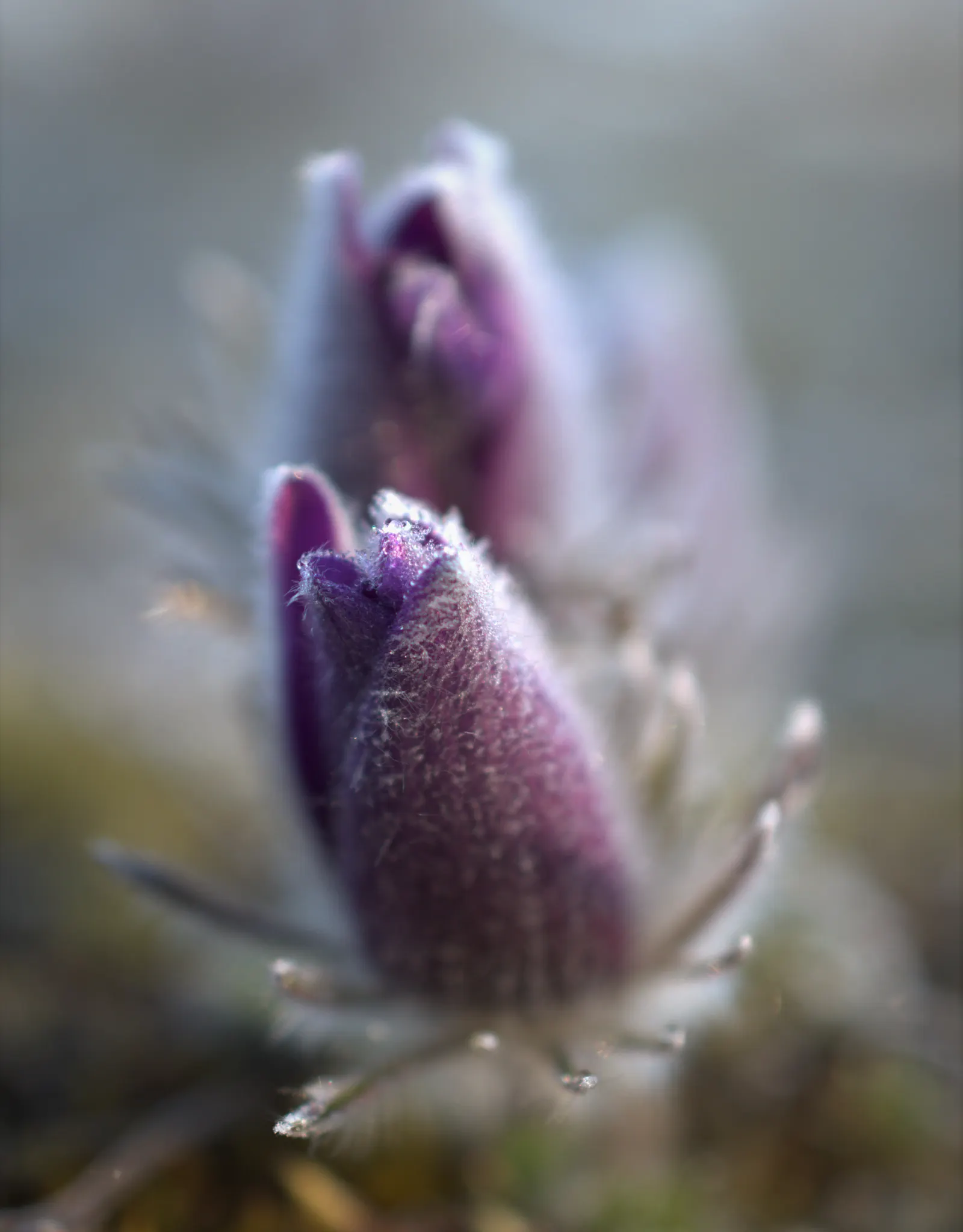 Pasque Flower (Pulsatilla Vulgaris) — The Pasque Flower (Pulsatilla vulgaris) is a captivating perennial; this European native prefers well-drained soil