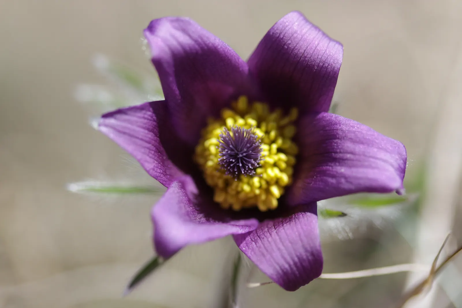 Pasque Flower (Pulsatilla Vulgaris) — is a charming and resilient herbaceous perennial that brings early spring color to the landscape
