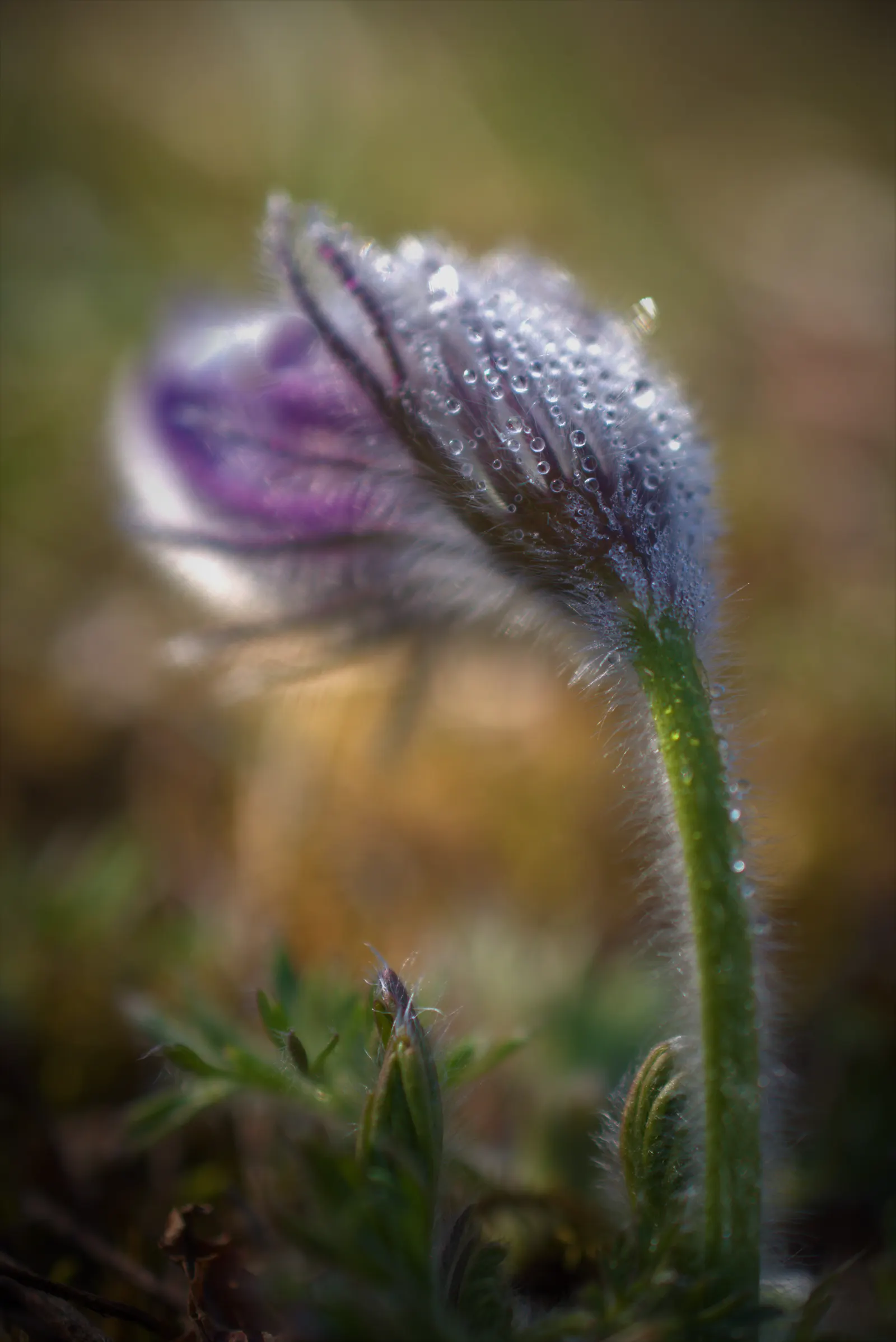 Pasque Flower (Pulsatilla Vulgaris) — this plant is hardy in USDA zones 4 to 8 and thrives in full sun to partial shade; and even white varieties, image 132