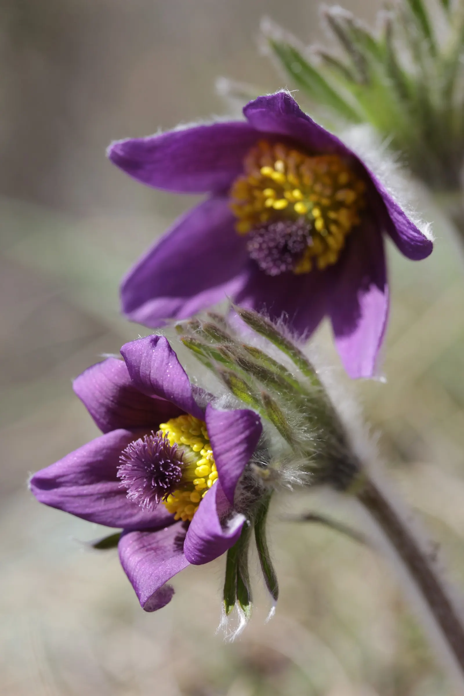 Pasque Flower (Pulsatilla Vulgaris) — scientifically named Pulsatilla vulgaris; perennial for full or half or shade, image 99
