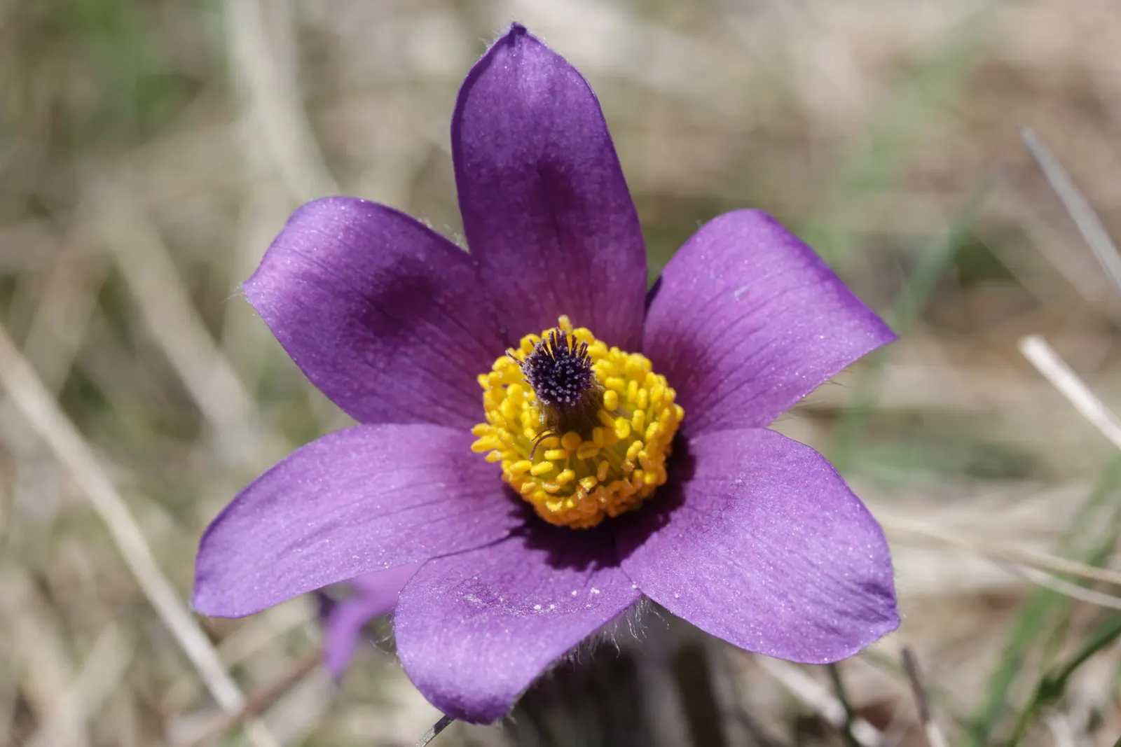 Pasque Flower (Pulsatilla Vulgaris) — perennial with blue blooms