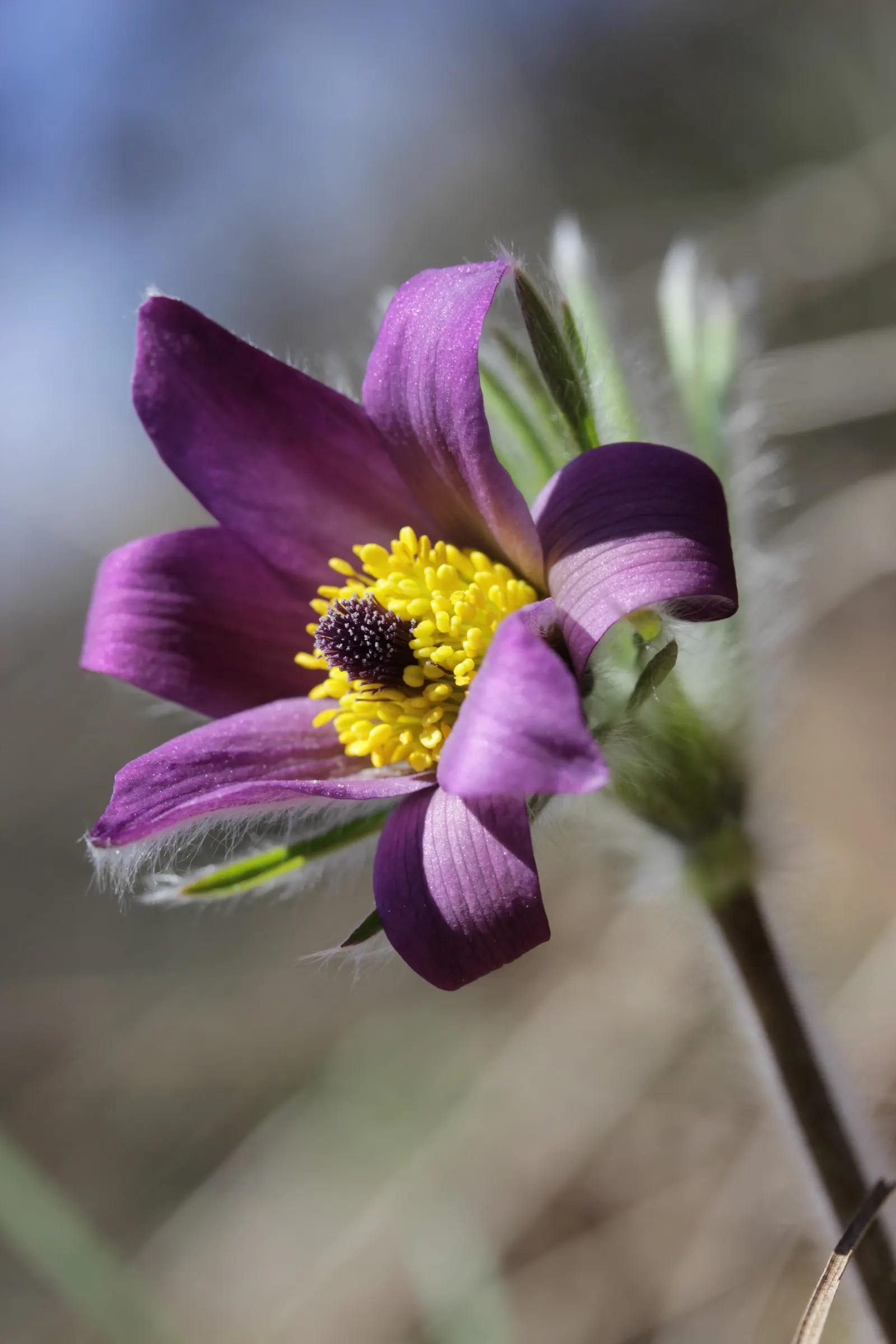 Pasque Flower (Pulsatilla Vulgaris) — is a charming and resilient herbaceous perennial that brings early spring color to the landscape; followed by, image 100
