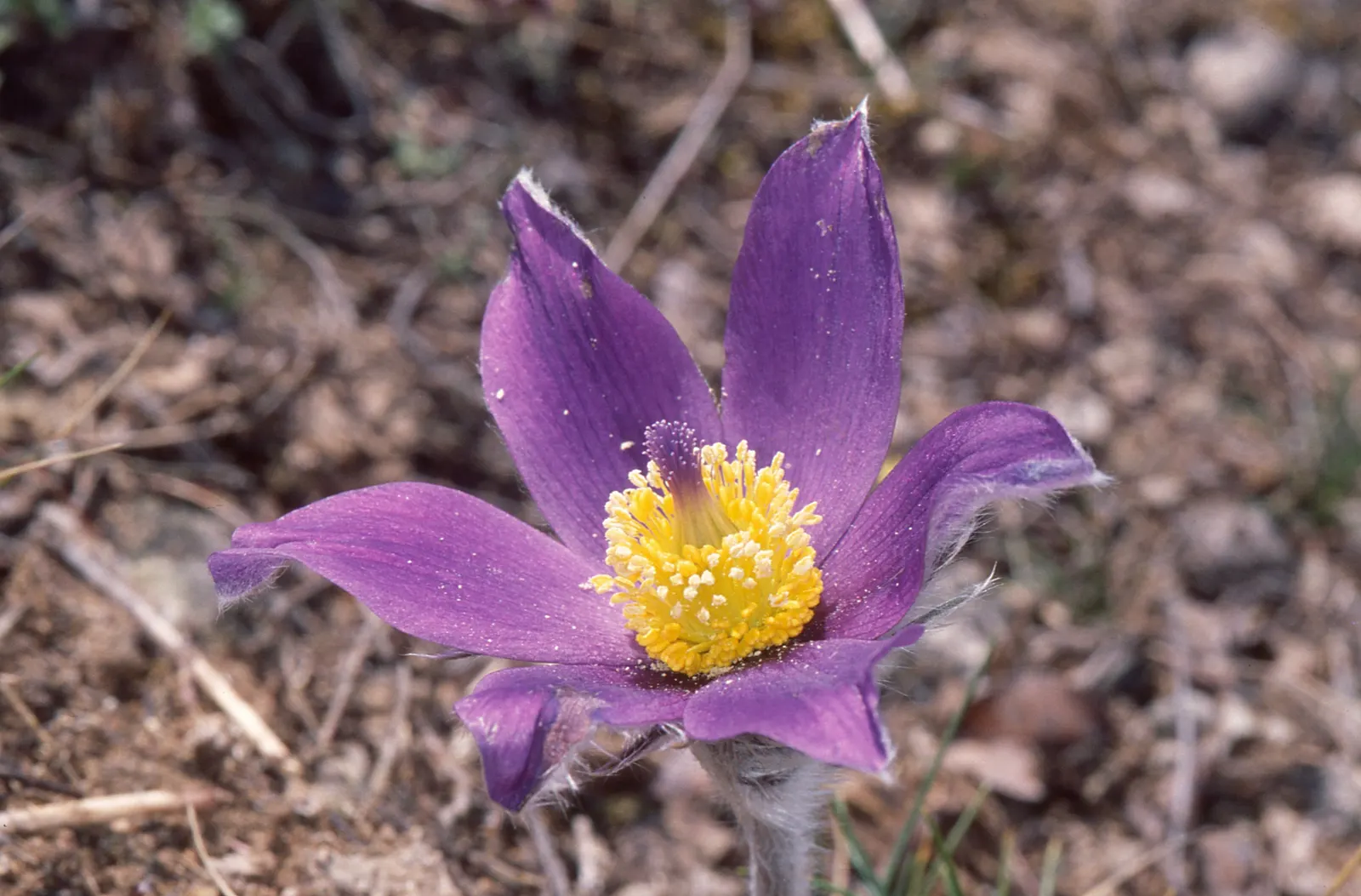 Pasque Flower (Pulsatilla Vulgaris) — and even white varieties exist for a softer accent; the Pasque Flower's distinctive seed heads develop, image 81
