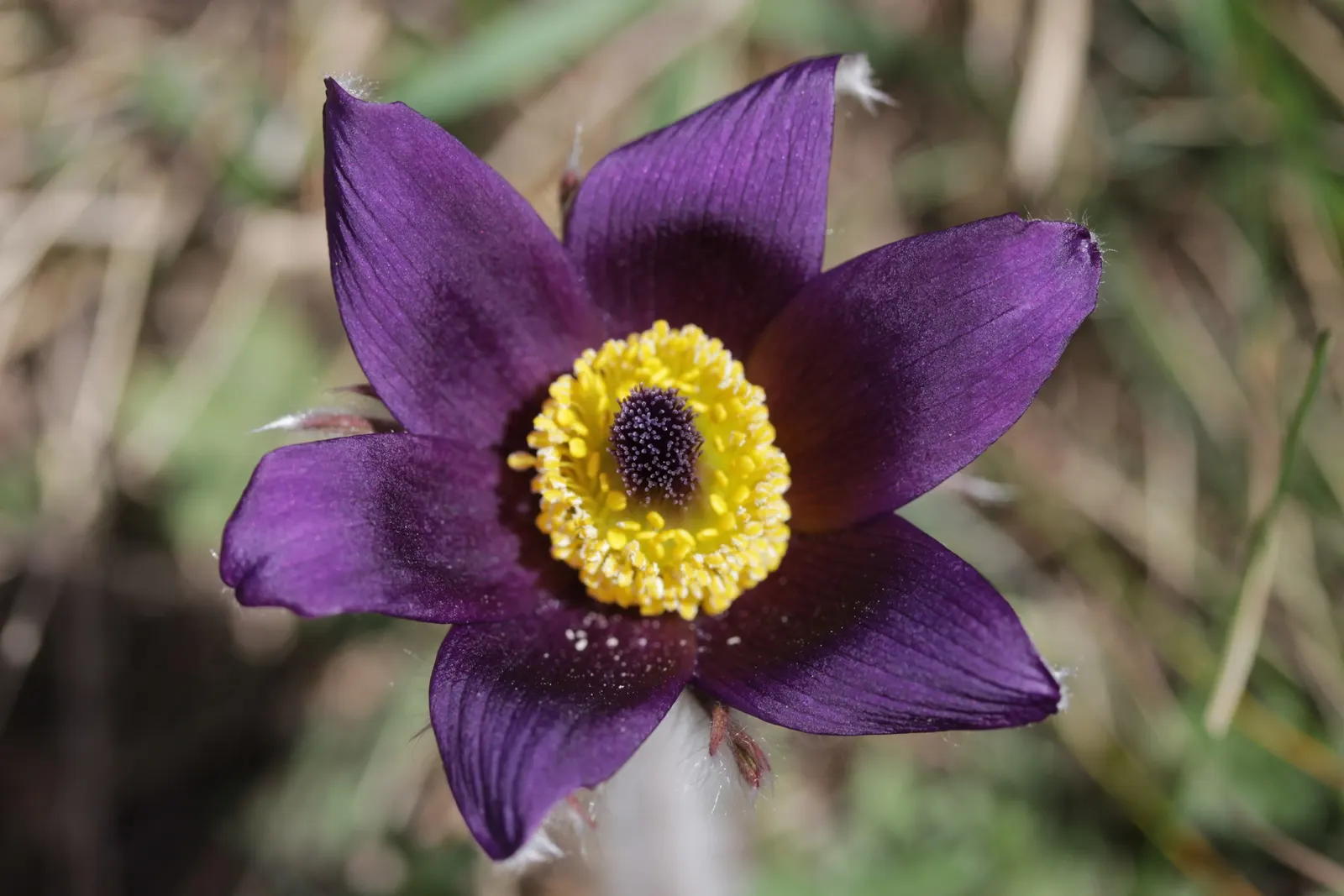 Pasque Flower (Pulsatilla Vulgaris) — are bell-shaped and measure about 2 to 2.5 inches in diameter; is a charming and resilient herbaceous, image 169