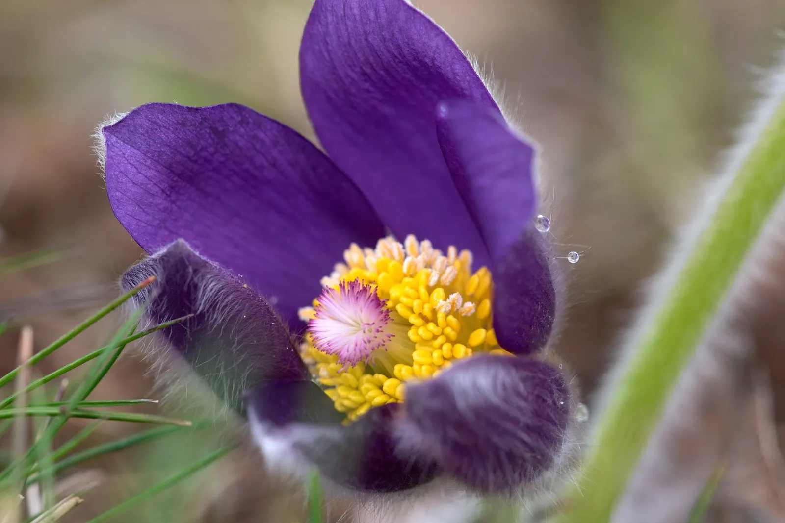 Pasque Flower (Pulsatilla Vulgaris) — appearing from early to mid-spring; flourishing in full sun to part shade, image 138