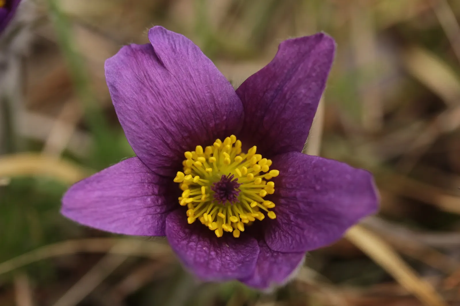 Pasque Flower (Pulsatilla Vulgaris) — as Pulsatilla vulgaris is sensitive to excessive moisture; perennial with blue blooms, image 146