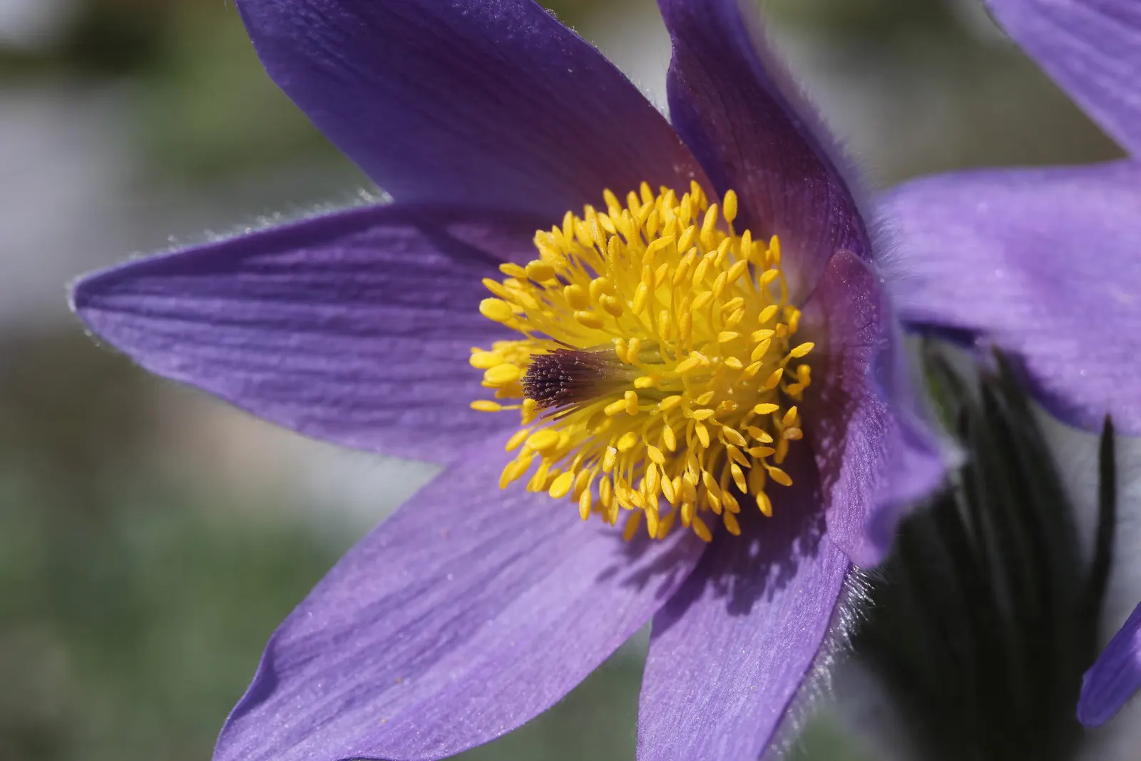 Pasque Flower (Pulsatilla Vulgaris) — Each bloom is crowned with golden-yellow stamens; the Pasque Flower (Pulsatilla vulgaris) is a captivating, image 172