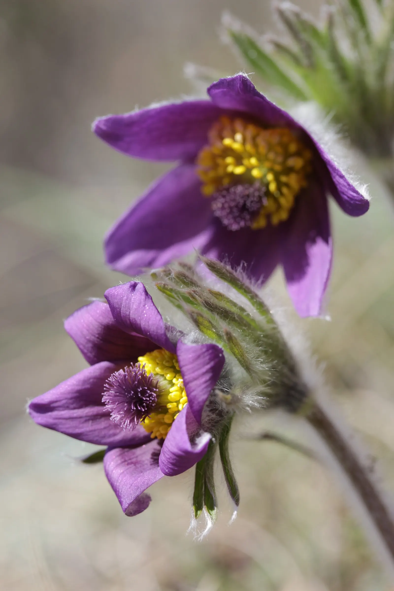 Pasque Flower (Pulsatilla Vulgaris) — Each bloom is crowned with golden-yellow stamens; the Pasque Flower (Pulsatilla vulgaris) is a captivating, image 82