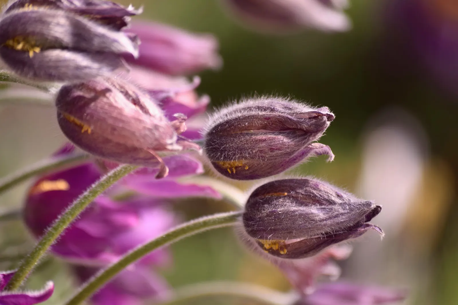 Pasque Flower (Pulsatilla Vulgaris) — blue flowers in the garden; appreciated for its ornamental value, image 88