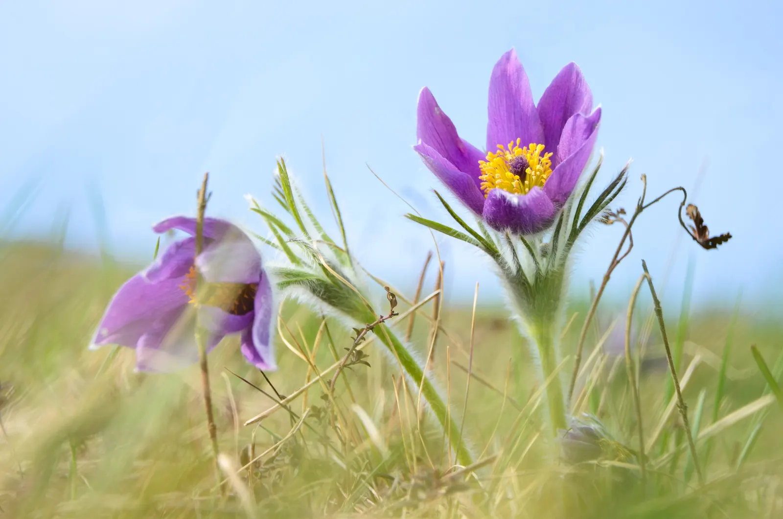 Pasque Flower (Pulsatilla Vulgaris) — Flourishing in full sun to part shade; appearing from early to mid-spring