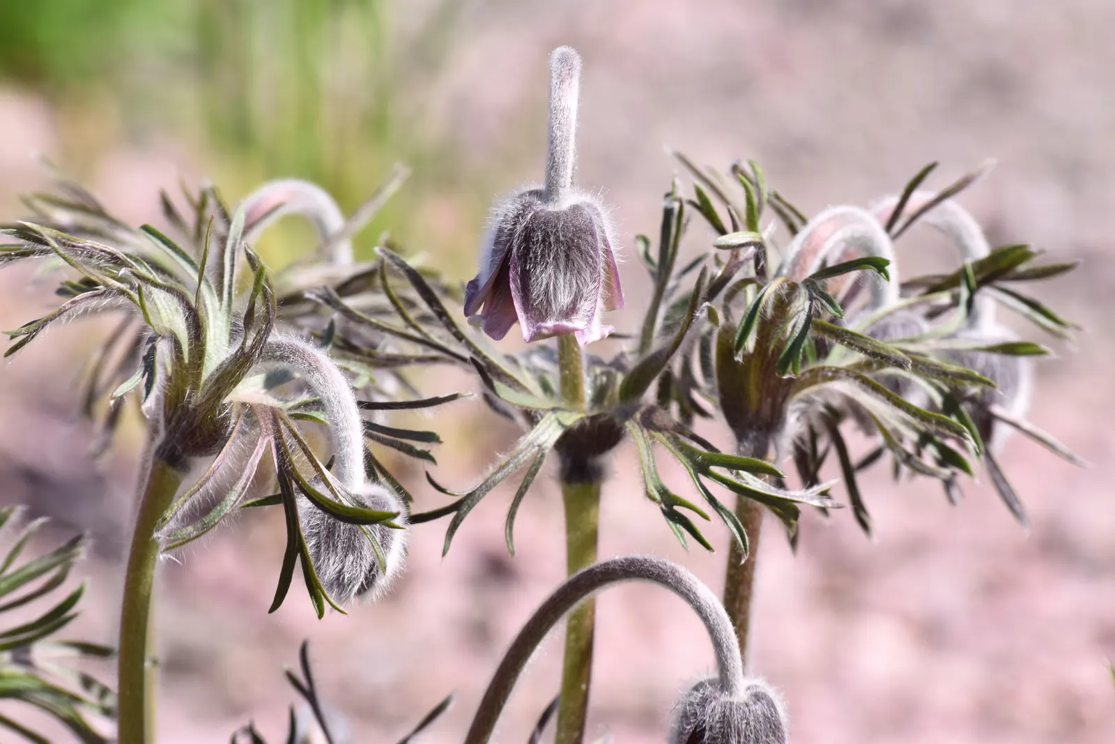 Pasque Flower (Pulsatilla Vulgaris) — is a charming and resilient herbaceous perennial that brings early spring color to the landscape; followed by, image 130