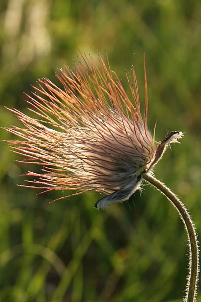 Pasque Flower (Pulsatilla Vulgaris) — Flourishing in full sun to part shade; appearing from early to mid-spring, image 153