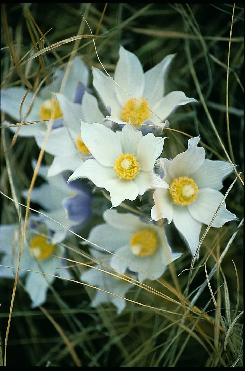 Pasque Flower (Pulsatilla Vulgaris) — Each bloom is crowned with golden-yellow stamens; the Pasque Flower (Pulsatilla vulgaris) is a captivating, image 142