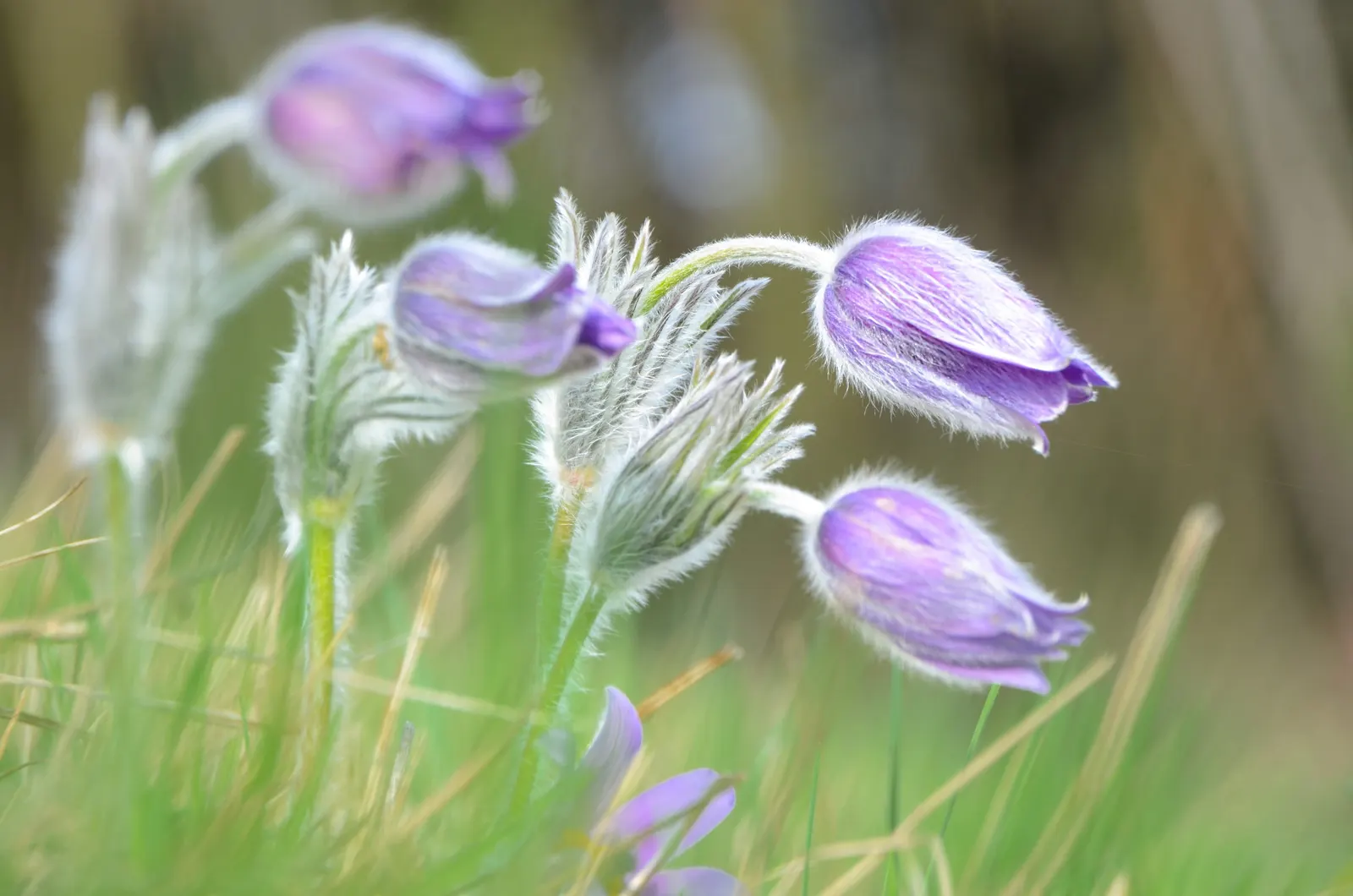 Pasque Flower (Pulsatilla Vulgaris) — Each bloom is crowned with golden-yellow stamens