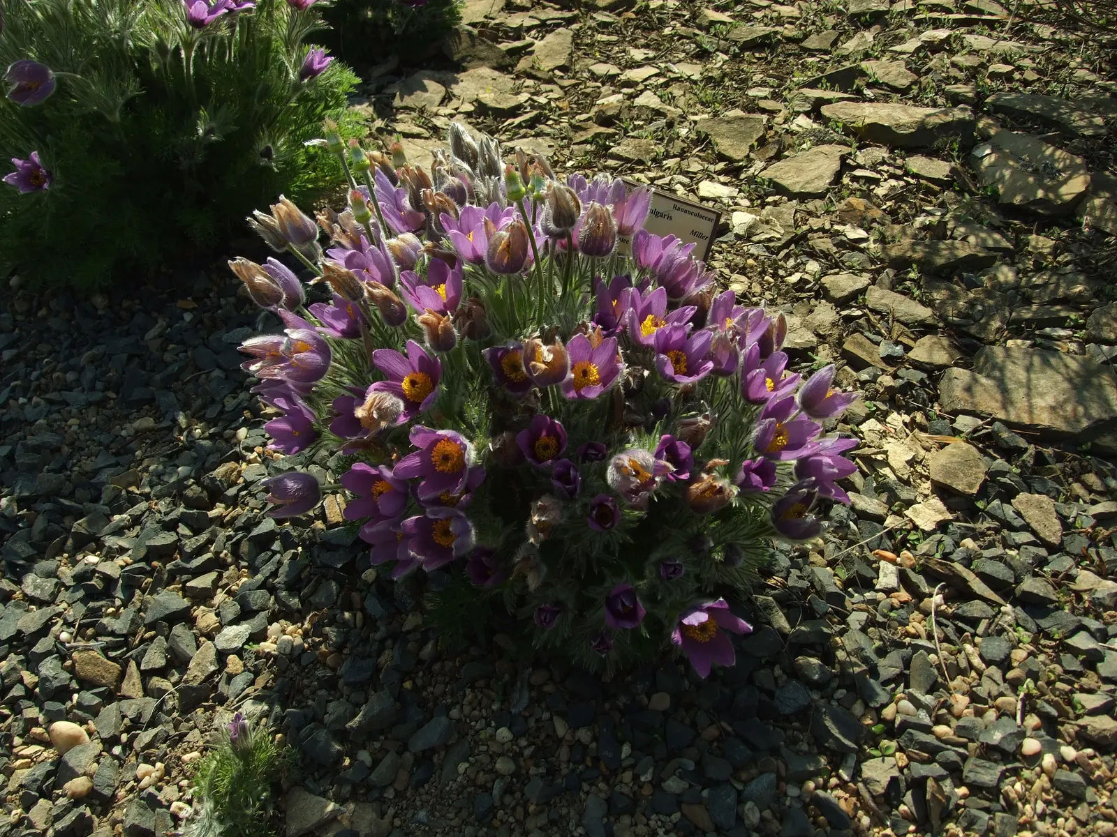 Pasque Flower (Pulsatilla Vulgaris) — perennial for full or half or shade; it prefers a neutral to slightly alkaline pH and will require minimal, image 120