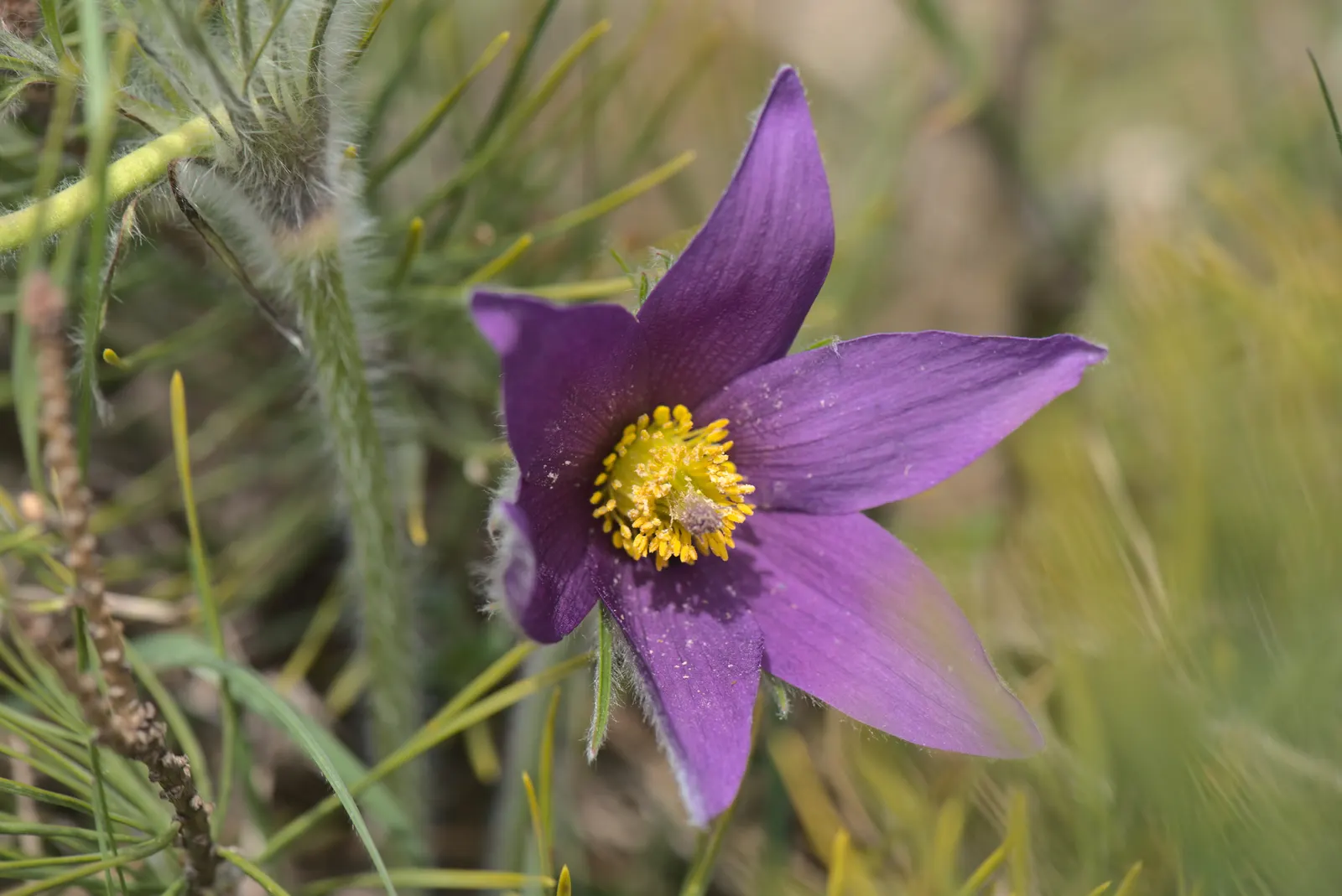 Pasque Flower (Pulsatilla Vulgaris) — The Pasque Flower (Pulsatilla vulgaris) is a captivating perennial; this European native prefers well-drained, image 121