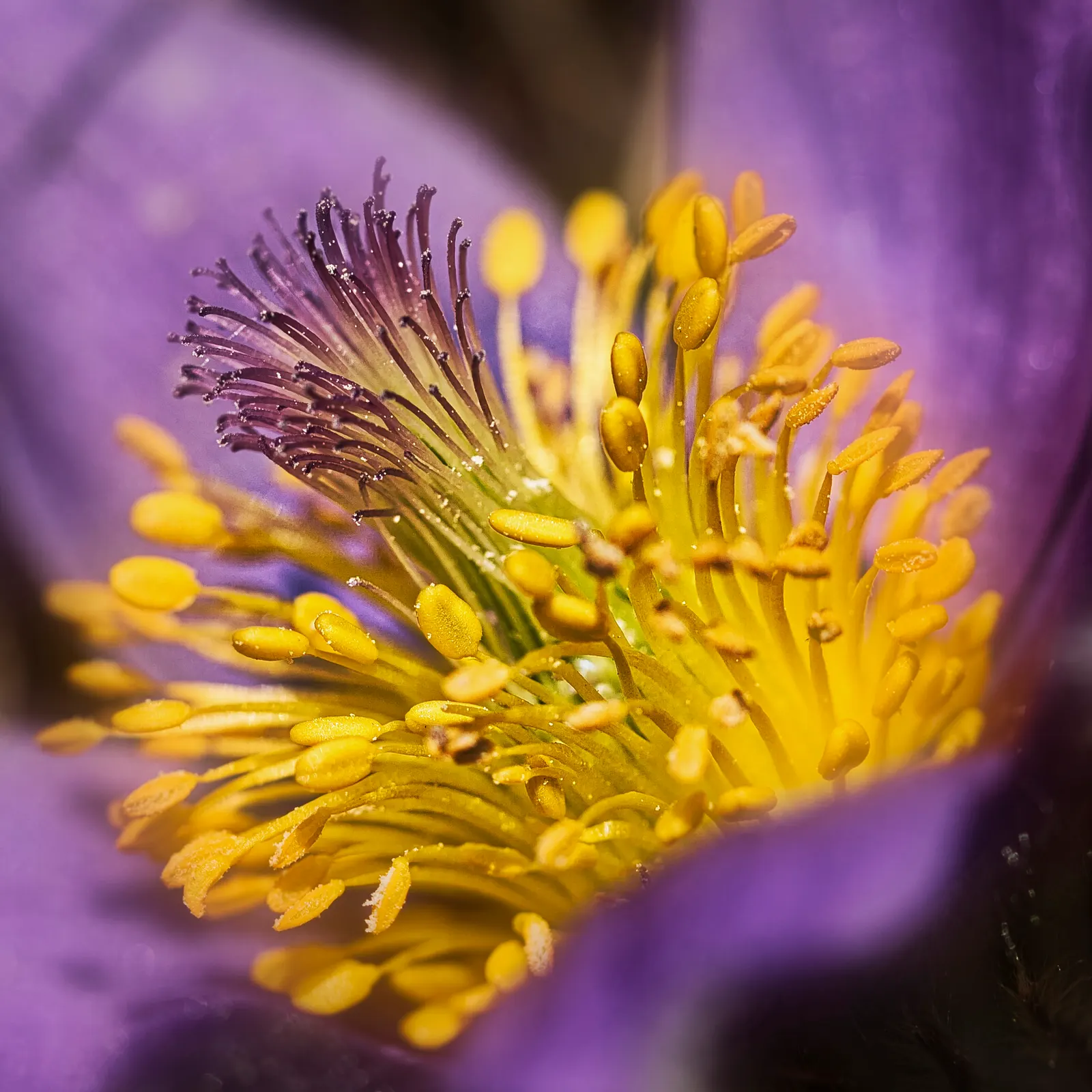 Pasque Flower (Pulsatilla Vulgaris) — perennial with blue blooms; their vibrant colors range from deep violet and lavender to red