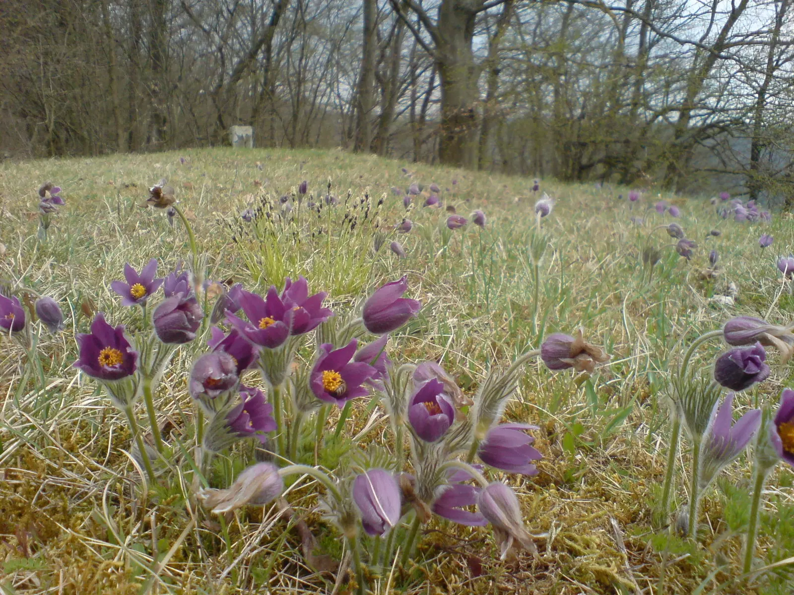 Pasque Flower (Pulsatilla Vulgaris) — is a charming and resilient herbaceous perennial that brings early spring color to the landscape; followed by, image 190