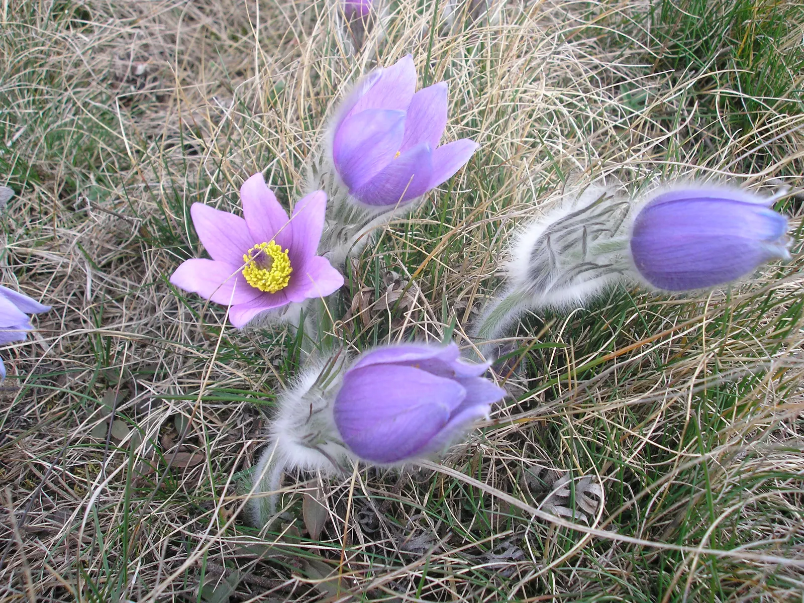Pasque Flower (Pulsatilla Vulgaris) — The Pasque Flower (Pulsatilla vulgaris) is a captivating perennial; this European native prefers well-drained, image 91
