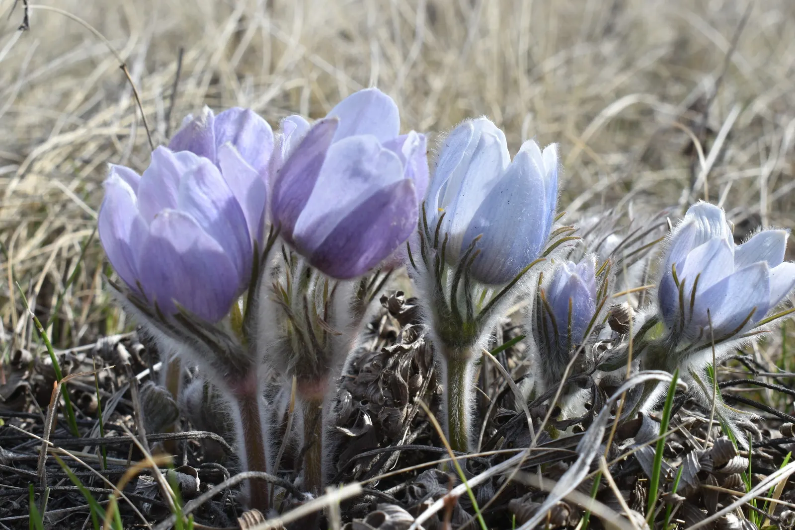 Pasque Flower (Pulsatilla Vulgaris) — perennial with blue blooms; their vibrant colors range from deep violet and lavender to red, image 119