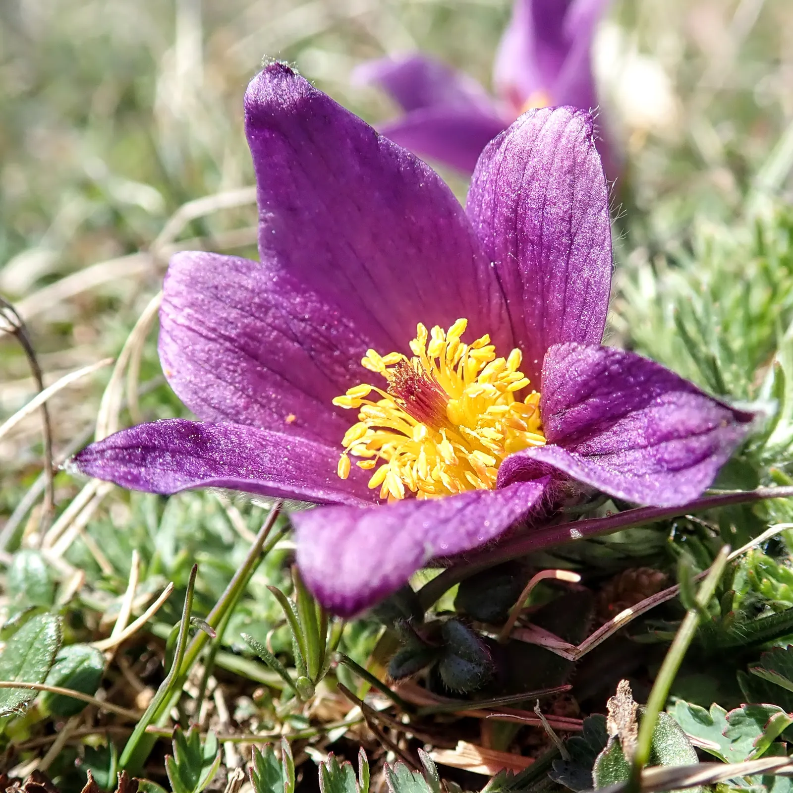 Pasque Flower (Pulsatilla Vulgaris) — It prefers a neutral to slightly alkaline pH and will require minimal maintenance once established; its, image 147