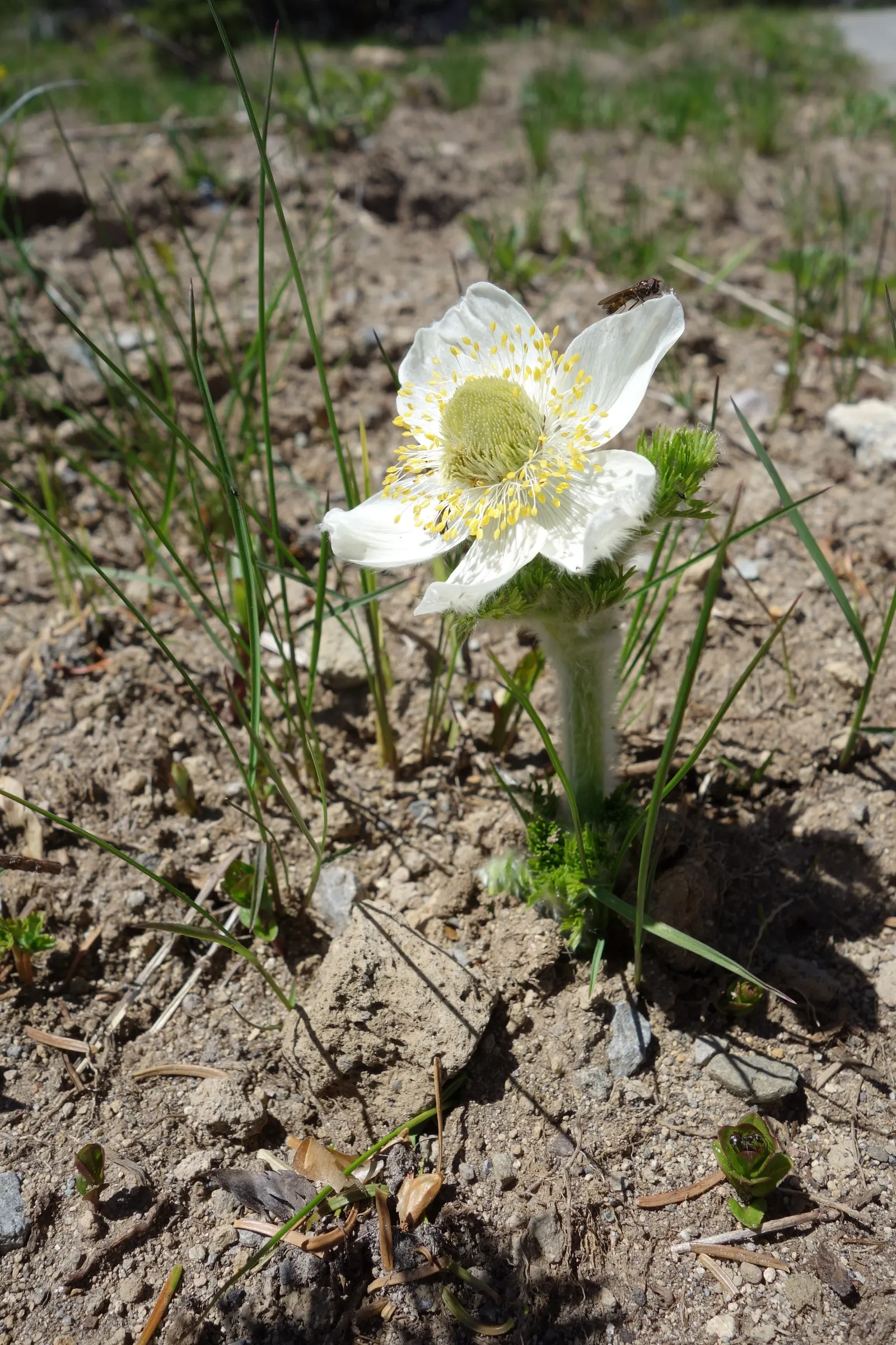 Pasque Flower (Pulsatilla Vulgaris) — perennial for full or half or shade; it prefers a neutral to slightly alkaline pH and will require minimal, image 90