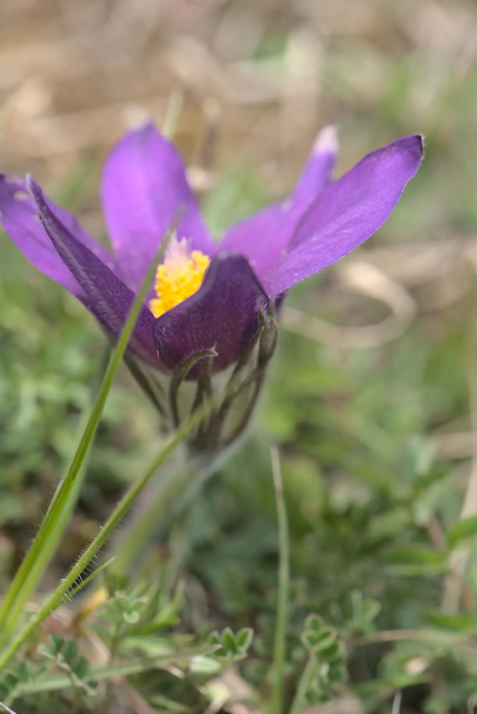 Pasque Flower (Pulsatilla Vulgaris) — Its delicate flowers emerge in early spring; scientifically named Pulsatilla vulgaris
