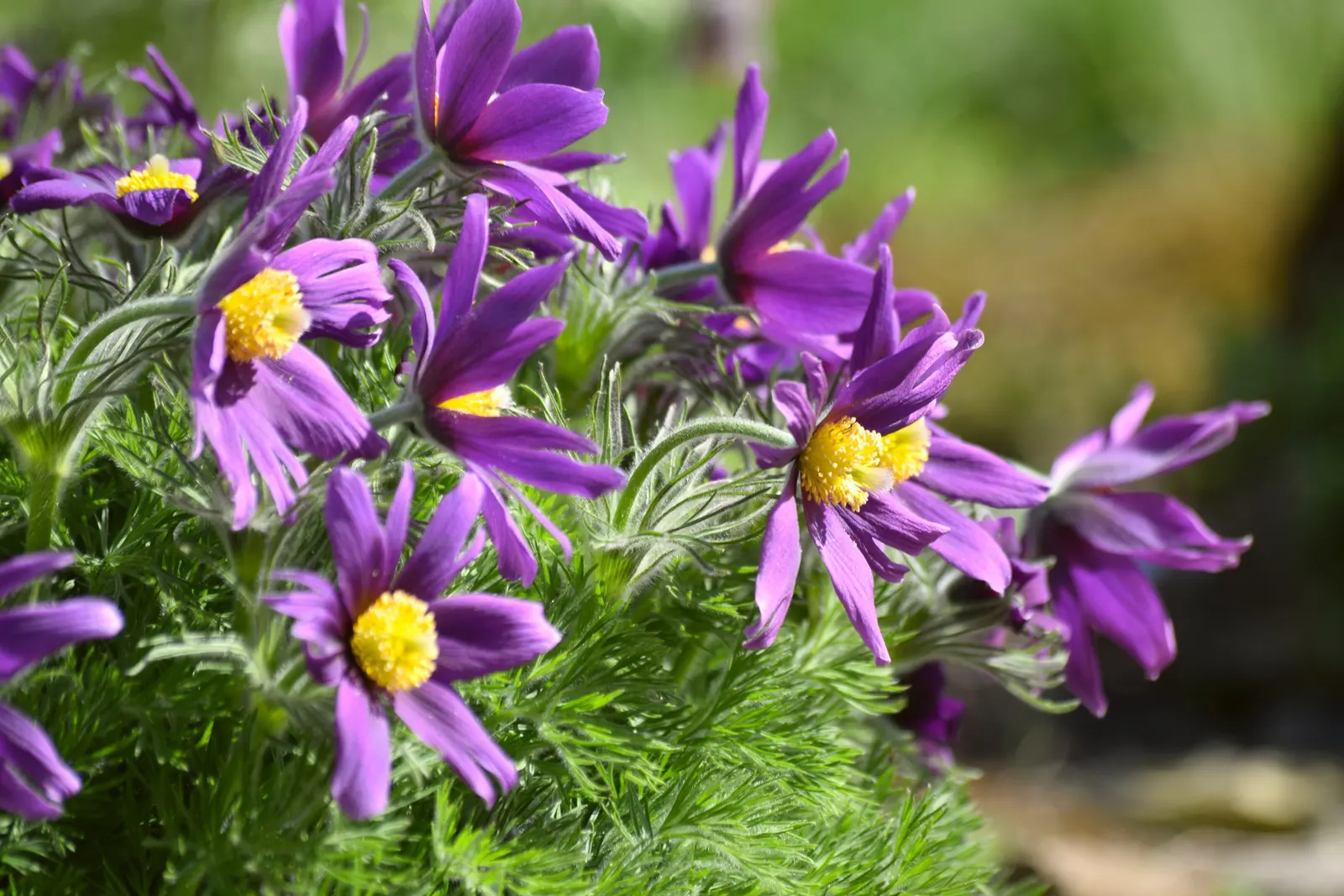 Pasque Flower (Pulsatilla Vulgaris) — are bell-shaped and measure about 2 to 2.5 inches in diameter; is a charming and resilient herbaceous, image 109