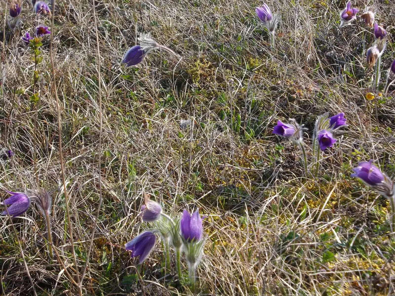 Pasque Flower (Pulsatilla Vulgaris) — adding a warm contrast.<br><br>As the season progresses; adding textured interest to rock gardens and borders, image 173