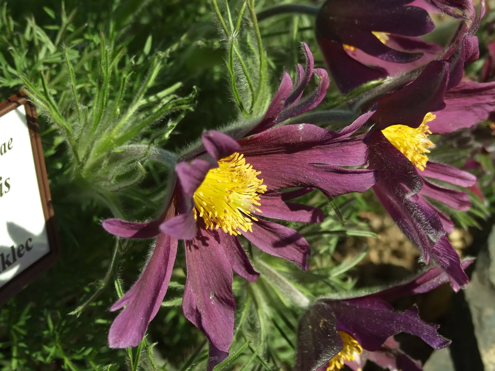 Pasque Flower (Pulsatilla Vulgaris) — Its delicate flowers emerge in early spring; scientifically named Pulsatilla vulgaris, image 66