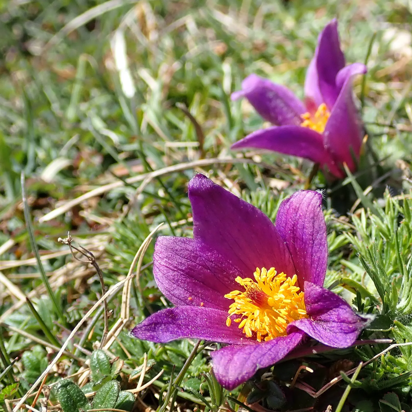 Pasque Flower (Pulsatilla Vulgaris) — perennial with blue blooms; their vibrant colors range from deep violet and lavender to red, image 149