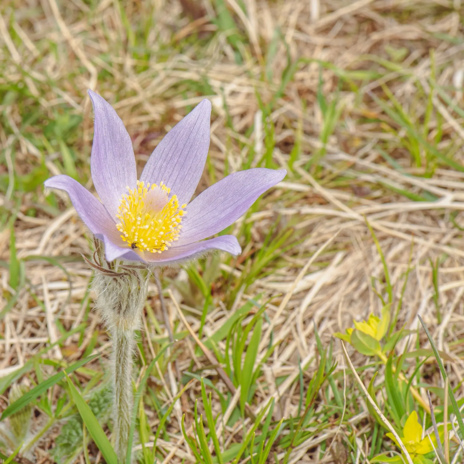 Pasque Flower (Pulsatilla Vulgaris) — this European native prefers well-drained soil
