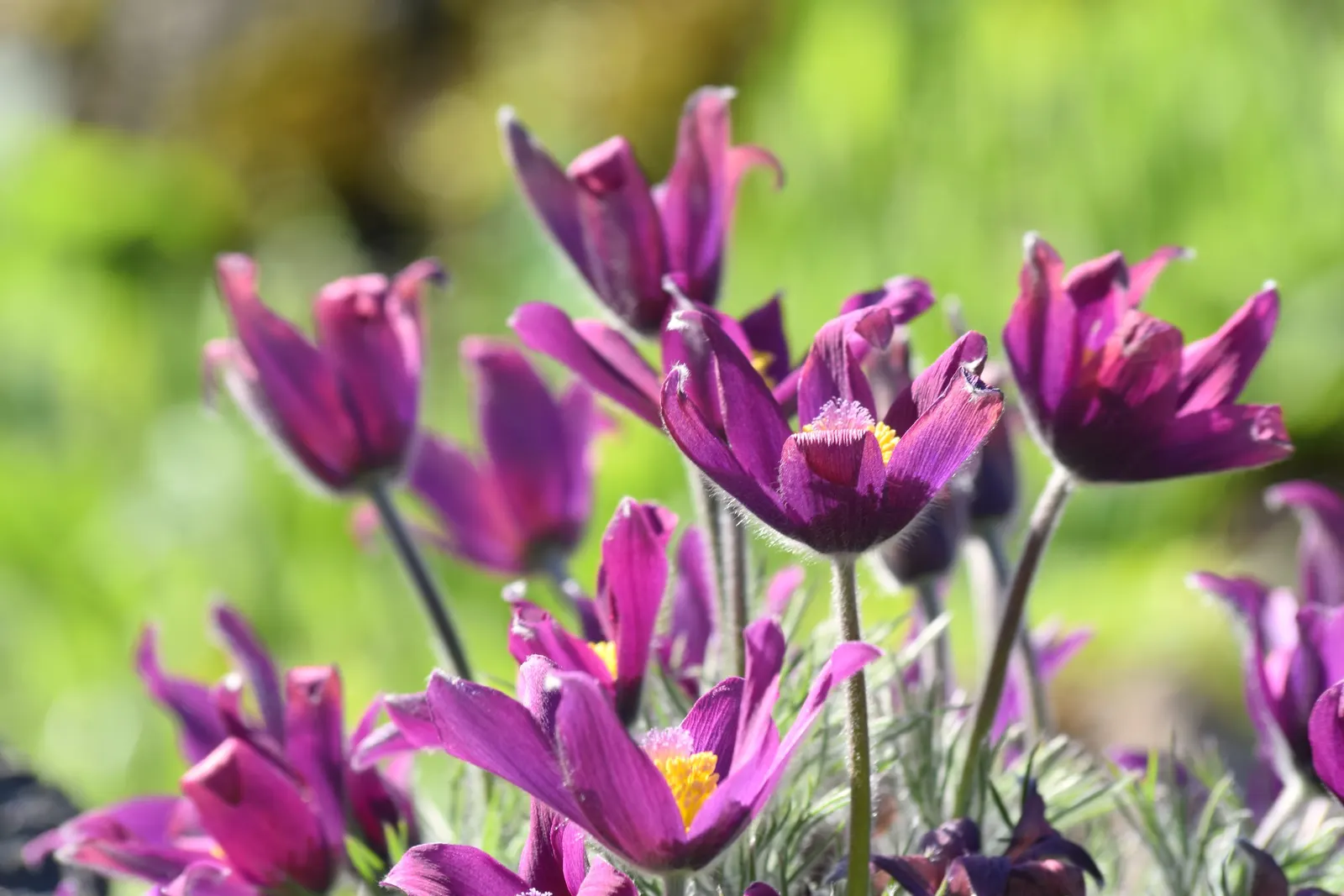 Pasque Flower (Pulsatilla Vulgaris) — making it an excellent low-growing ground cover or border plant.<br><br>With fine; this plant is hardy in USDA zones 4 to
