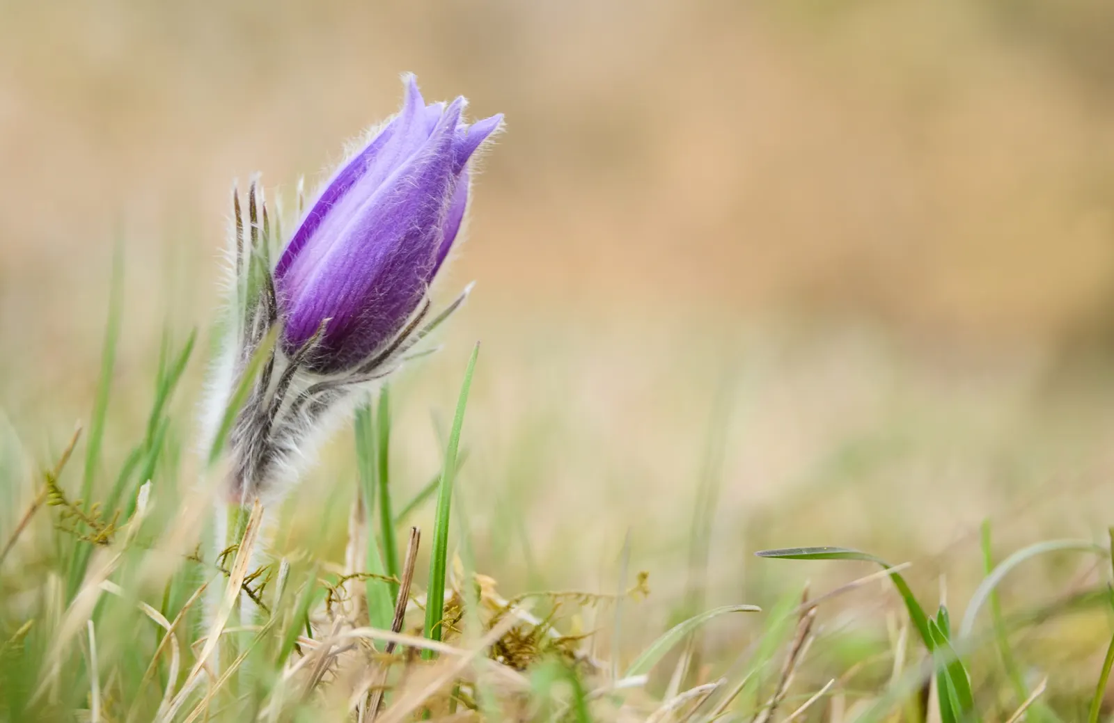 Pasque Flower (Pulsatilla Vulgaris) — and even white varieties exist for a softer accent; the Pasque Flower's distinctive seed heads develop