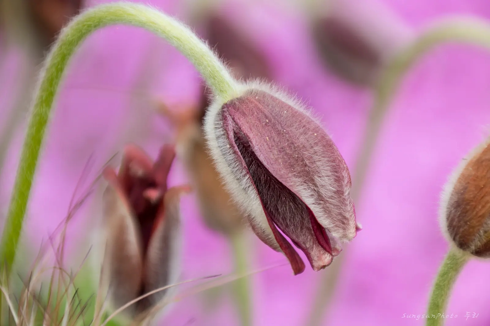 Pasque Flower (Pulsatilla Vulgaris) — the Pasque Flower's distinctive seed heads develop; making it an excellent low-growing ground cover or border, image 84