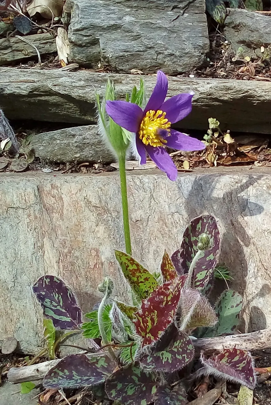 Pasque Flower (Pulsatilla Vulgaris) — scientifically named Pulsatilla vulgaris; perennial for full or half or shade