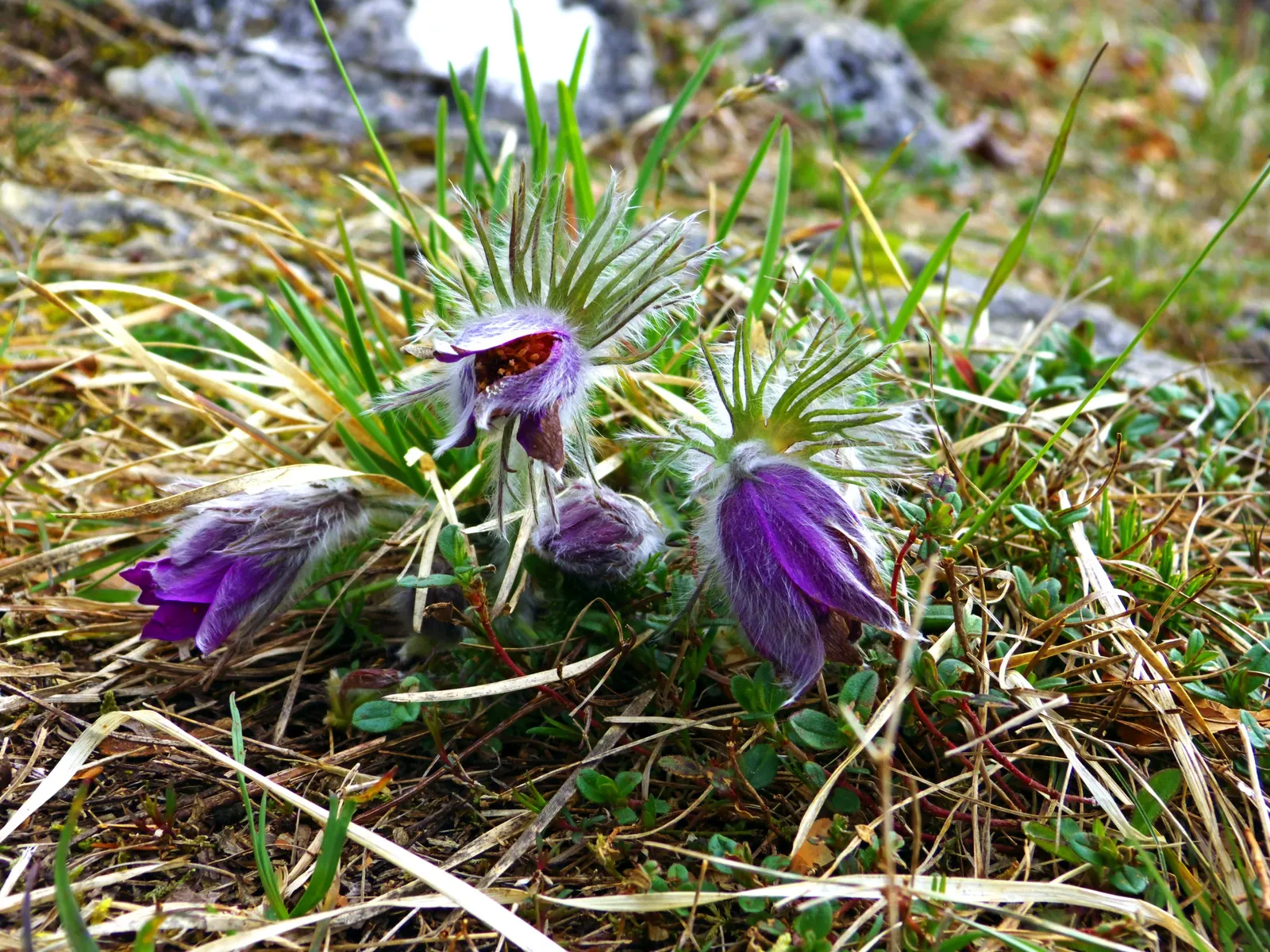Pasque Flower (Pulsatilla Vulgaris) — blue flowers in the garden; appreciated for its ornamental value, image 148