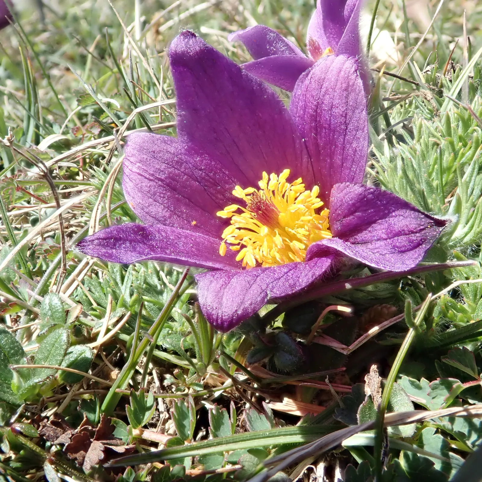 Pasque Flower (Pulsatilla Vulgaris) — Its delicate flowers emerge in early spring; scientifically named Pulsatilla vulgaris, image 126