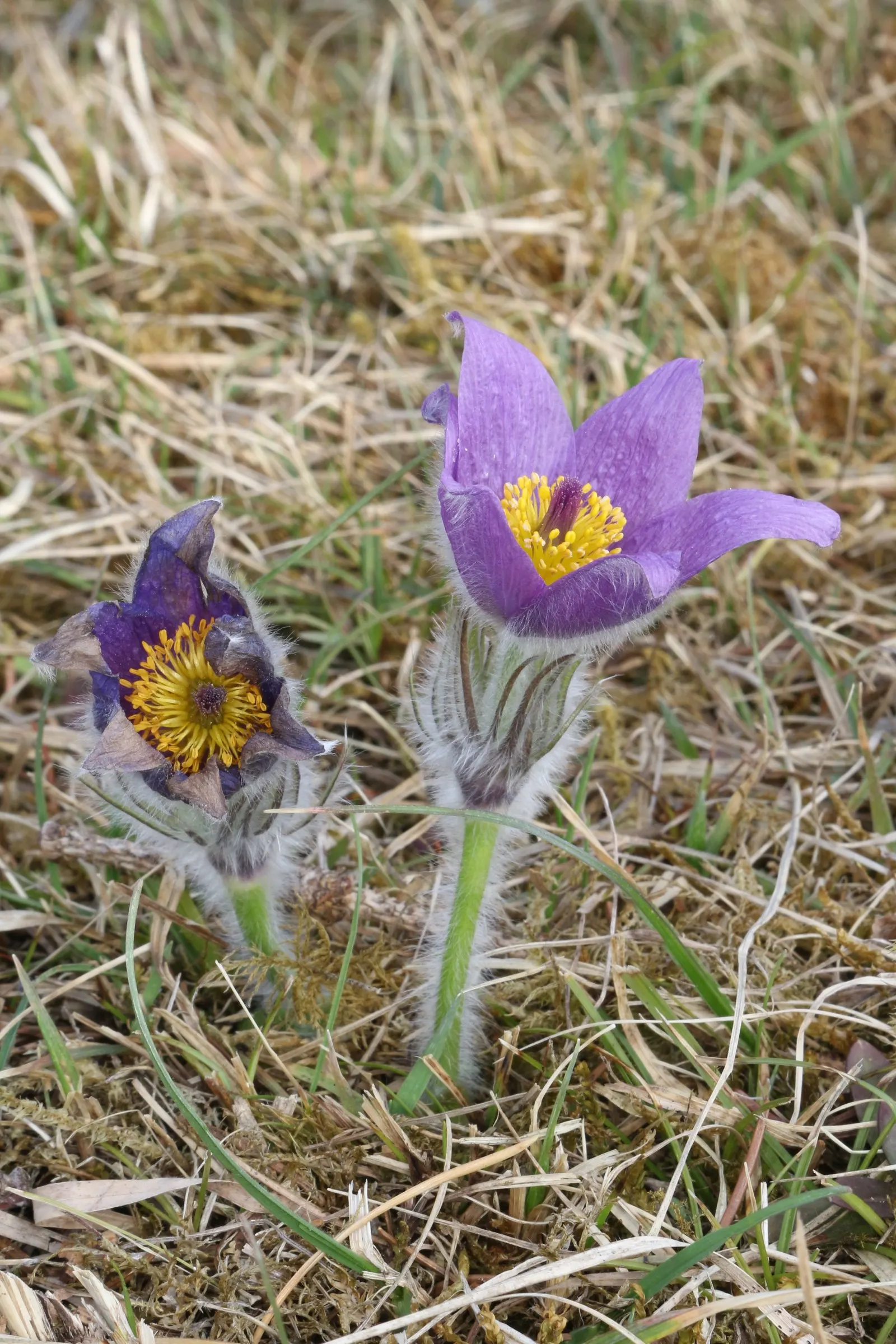 Pasque Flower (Pulsatilla Vulgaris) — Pulsatilla vulgaris typically grows to a height of 6 to 8 inches tall and spreads about the same in width, image 104