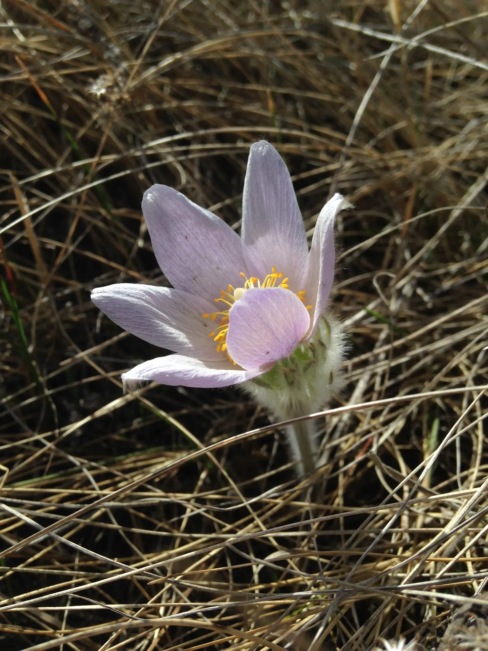 Pasque Flower (Pulsatilla Vulgaris) — adding textured interest to rock gardens and borders; adding a warm contrast.<br><br>As the season progresses, image 188