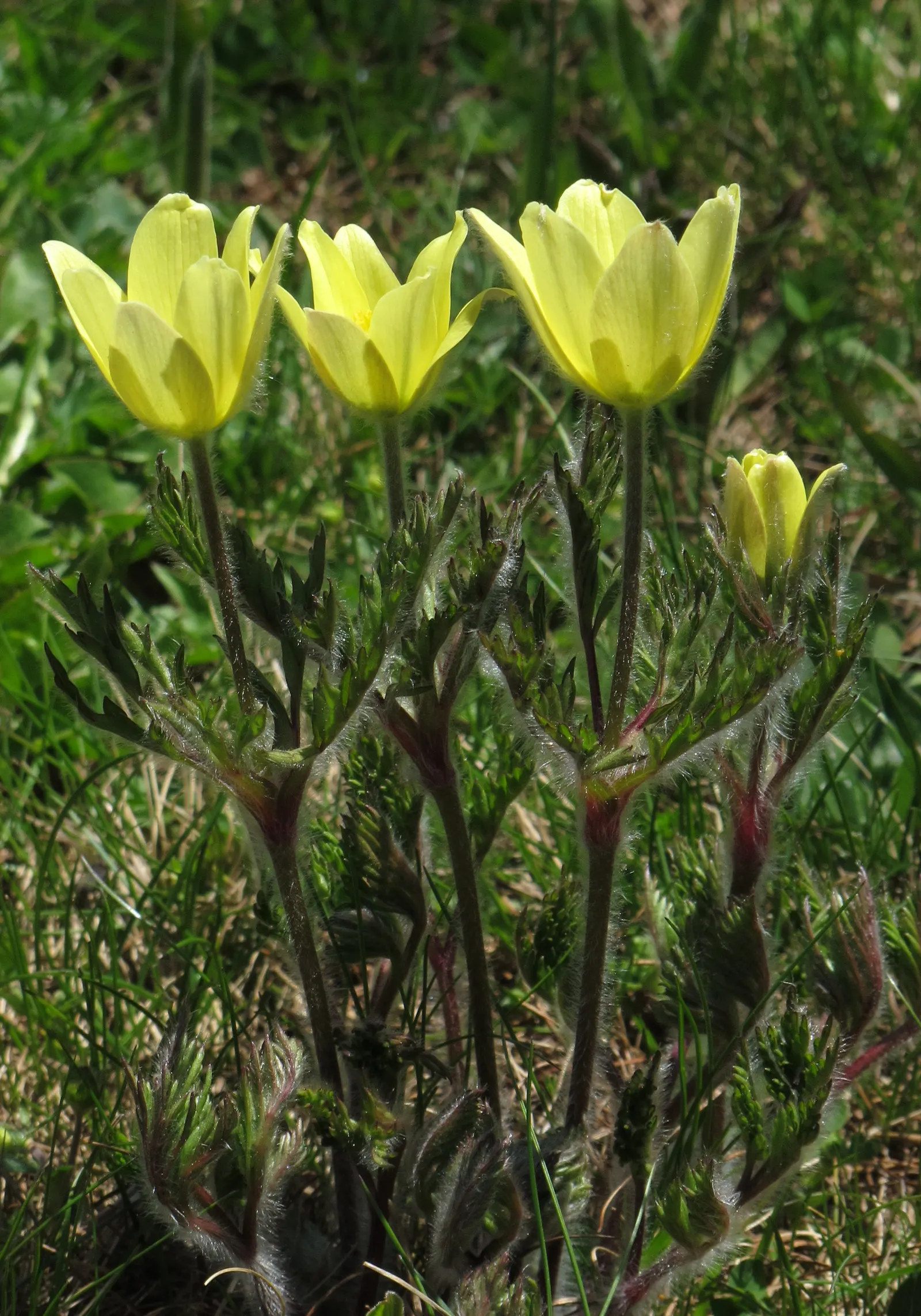 Pasque Flower (Pulsatilla Vulgaris) — blue flowers in the garden; appreciated for its ornamental value, image 178