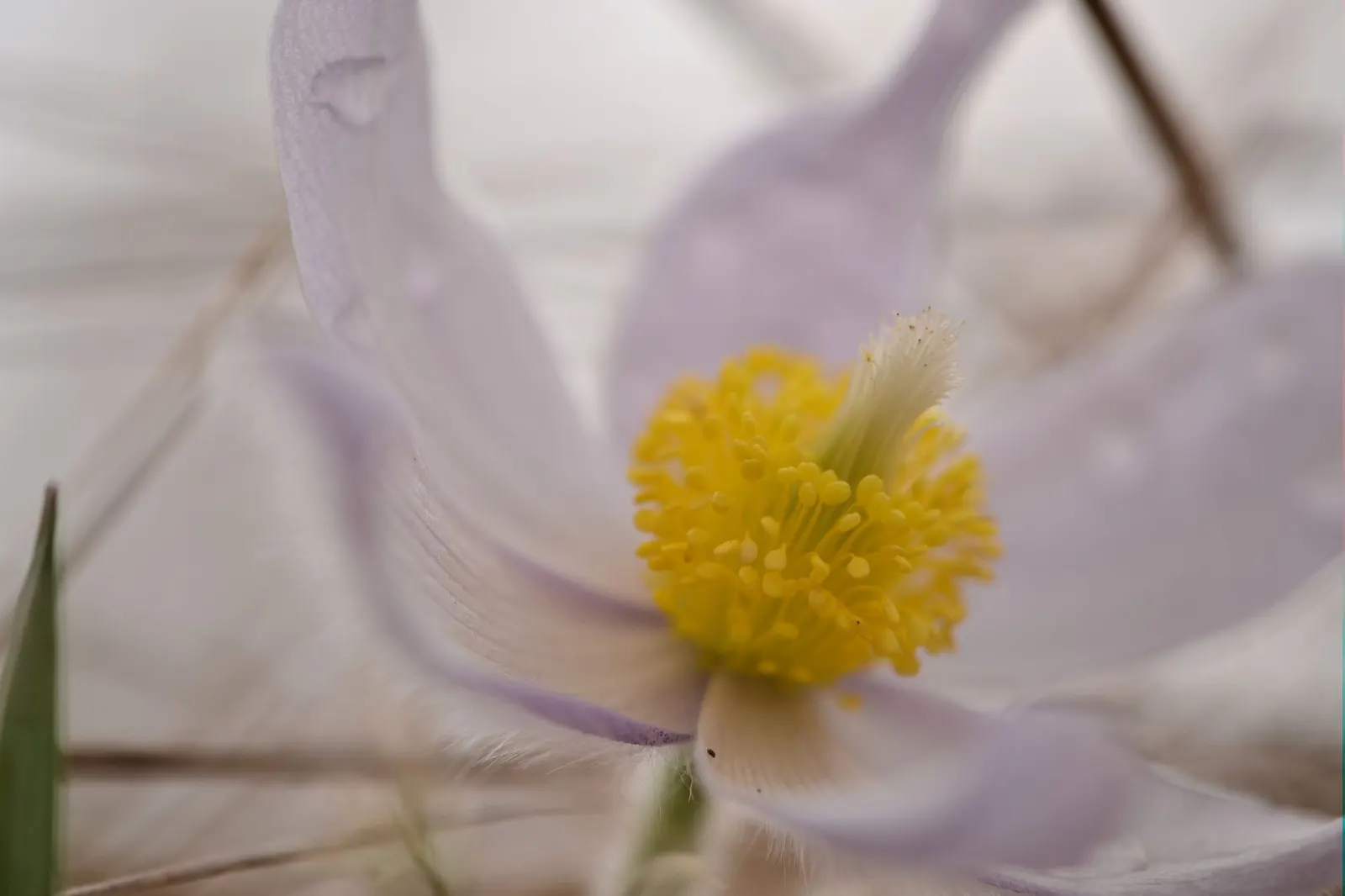 Pasque Flower (Pulsatilla Vulgaris) — perennial with blue blooms; their vibrant colors range from deep violet and lavender to red, image 179